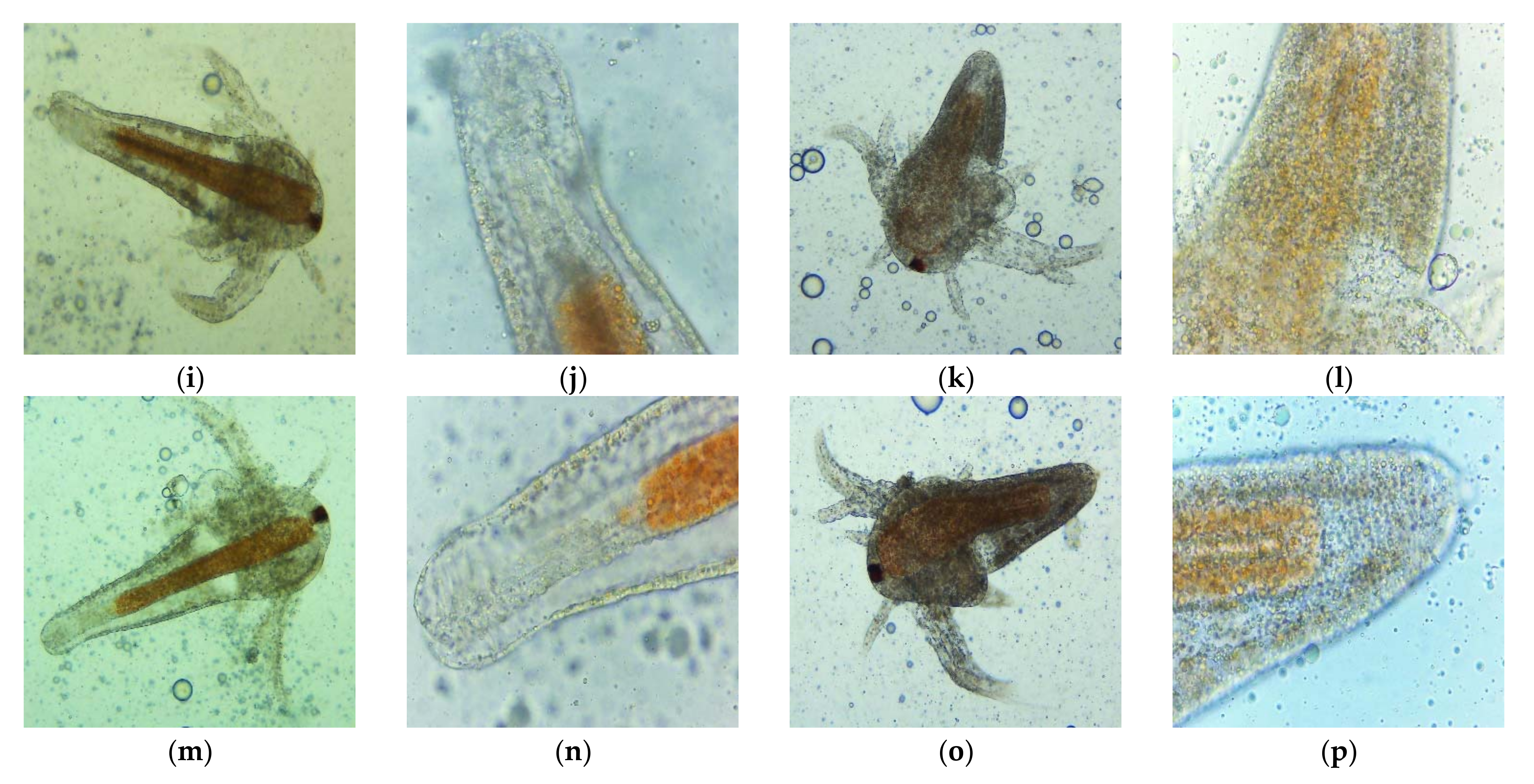 Brine Shrimp (Artemia salina) - Digestive System Phyla