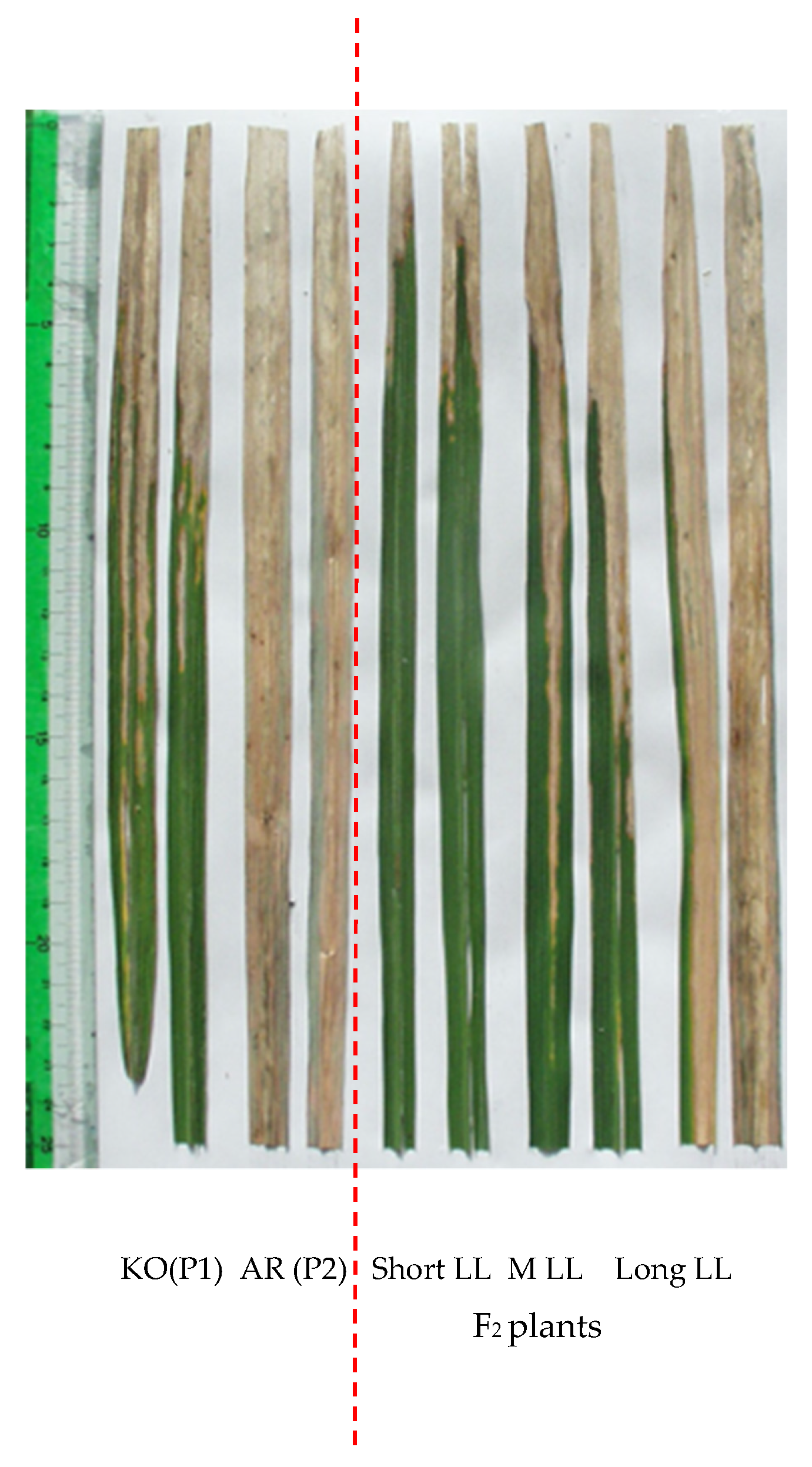 Plants 11 00867 g001