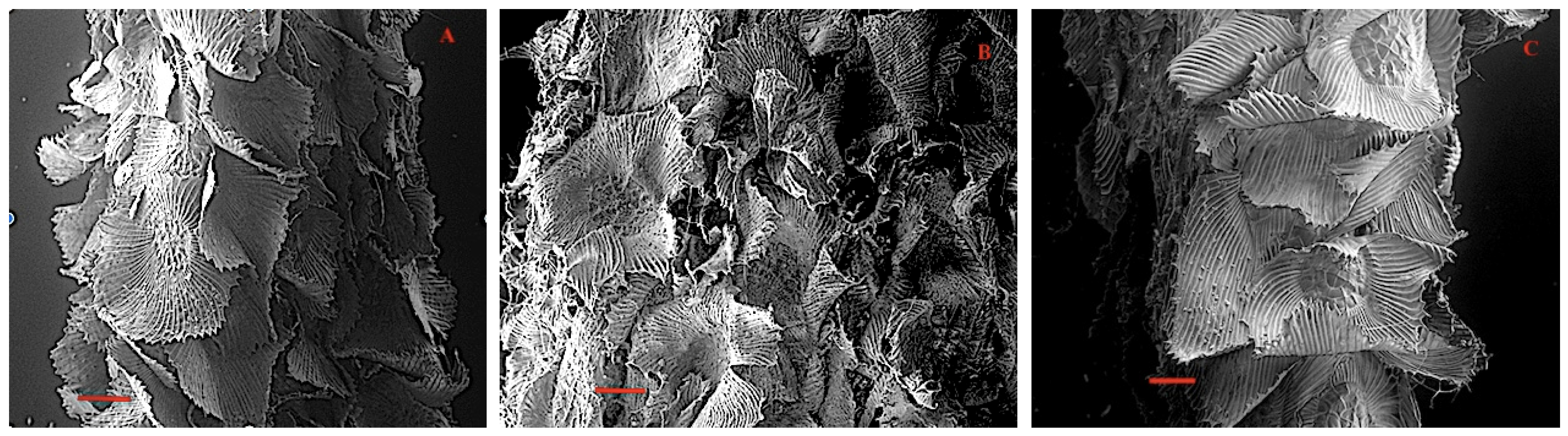 Plants 11 00870 g003