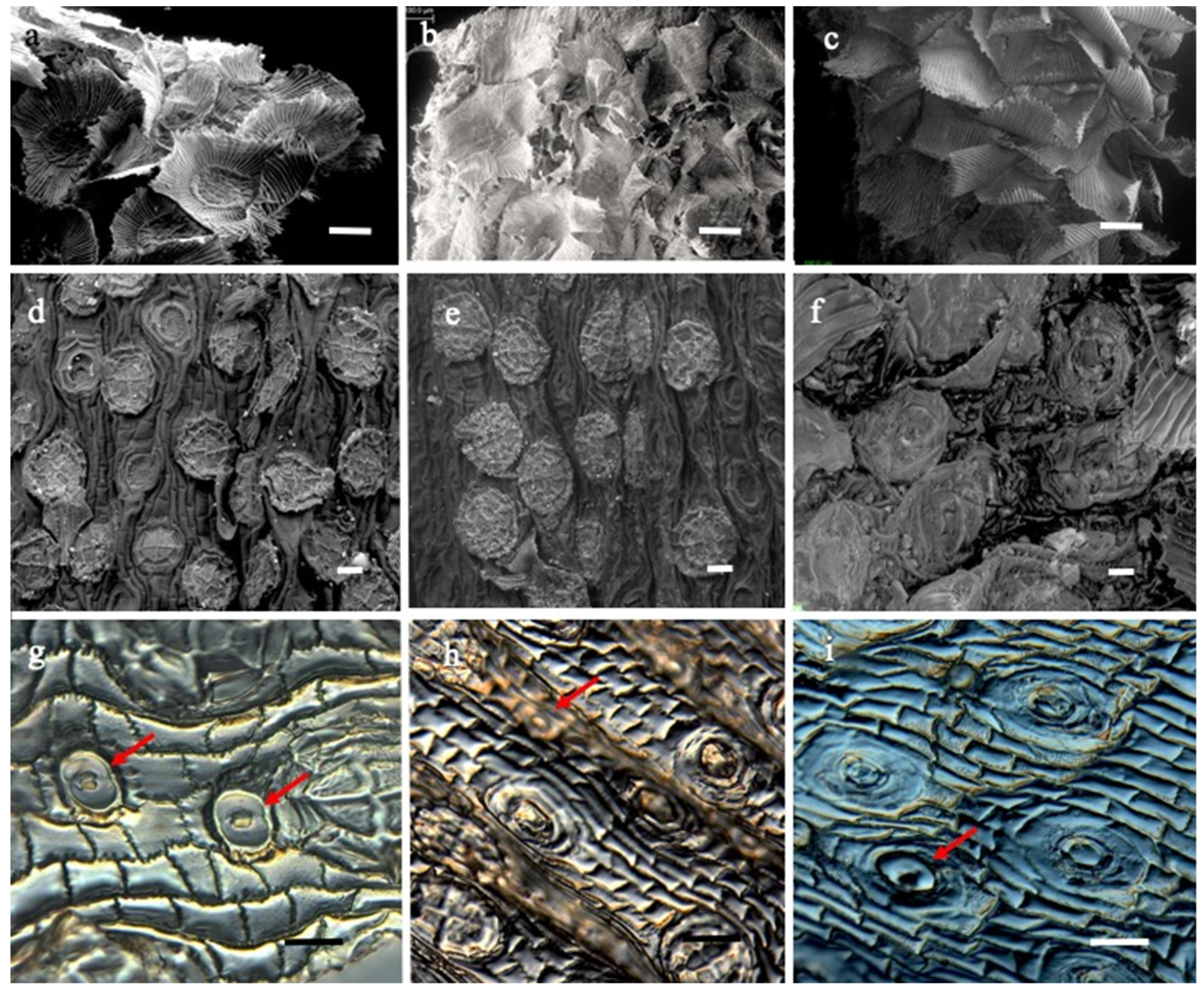 Plants | Free Full-Text | Foliar Anatomy of Three Native Species