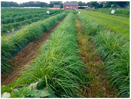 Preparation of tiger nut for planting and some shoot characteristics.