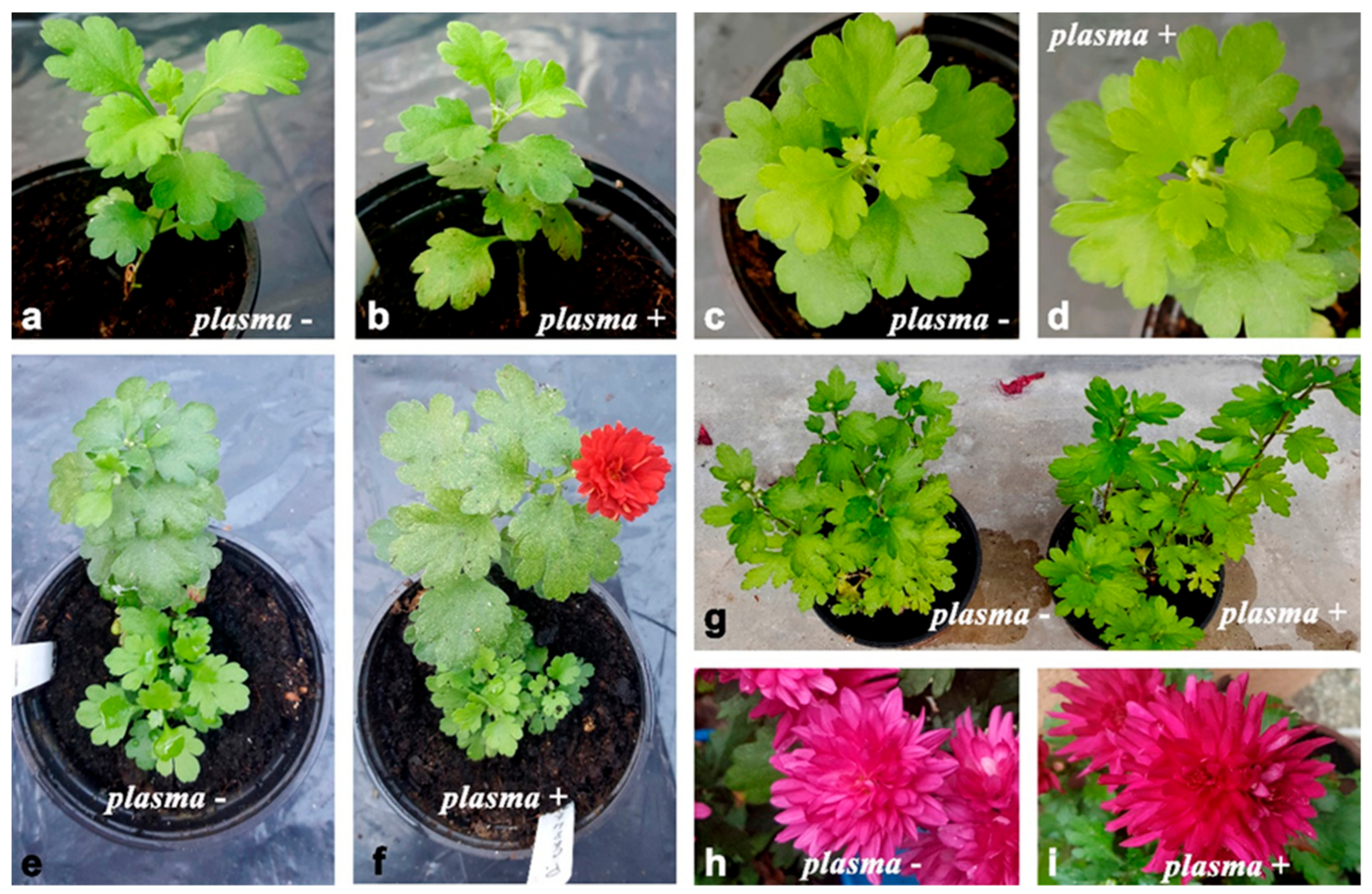 Plants | Free Full-Text | Treatment of Chrysanthemum Synthetic Seeds by Air  SDBD Plasma