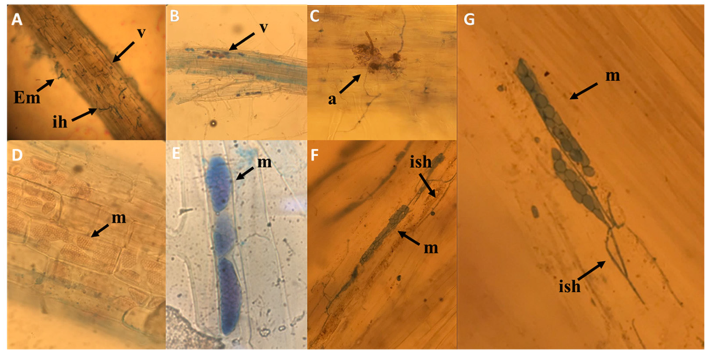 Plants 11 00924 g005