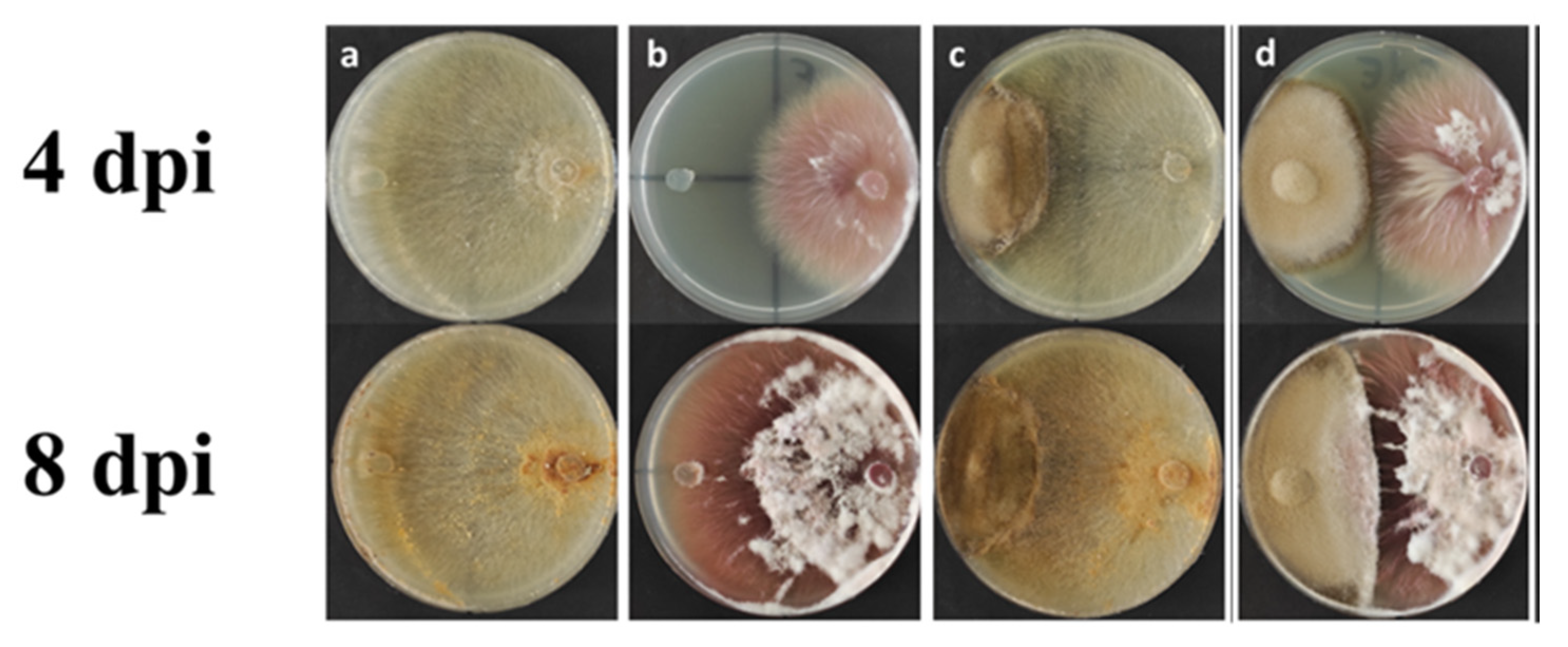 Plants 11 00924 g007