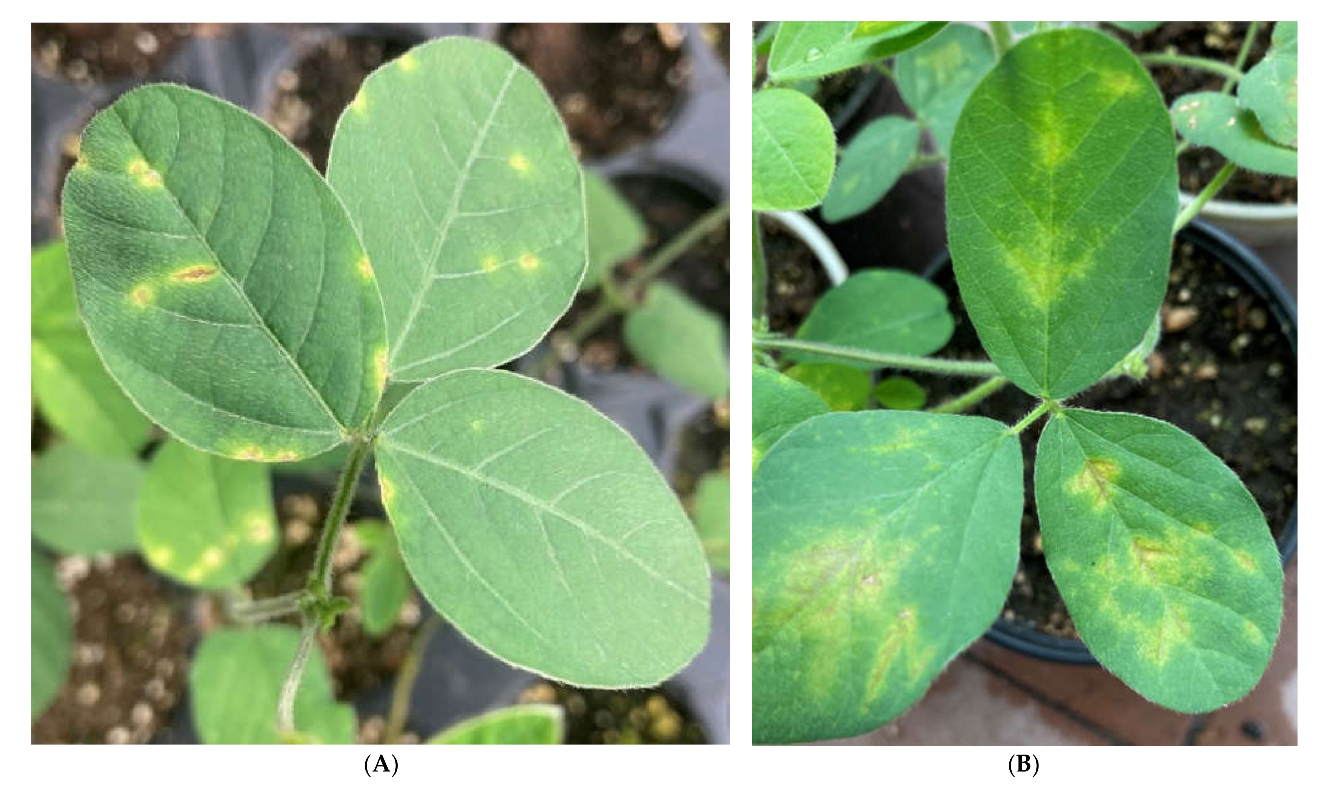 Plants 11 00938 g001