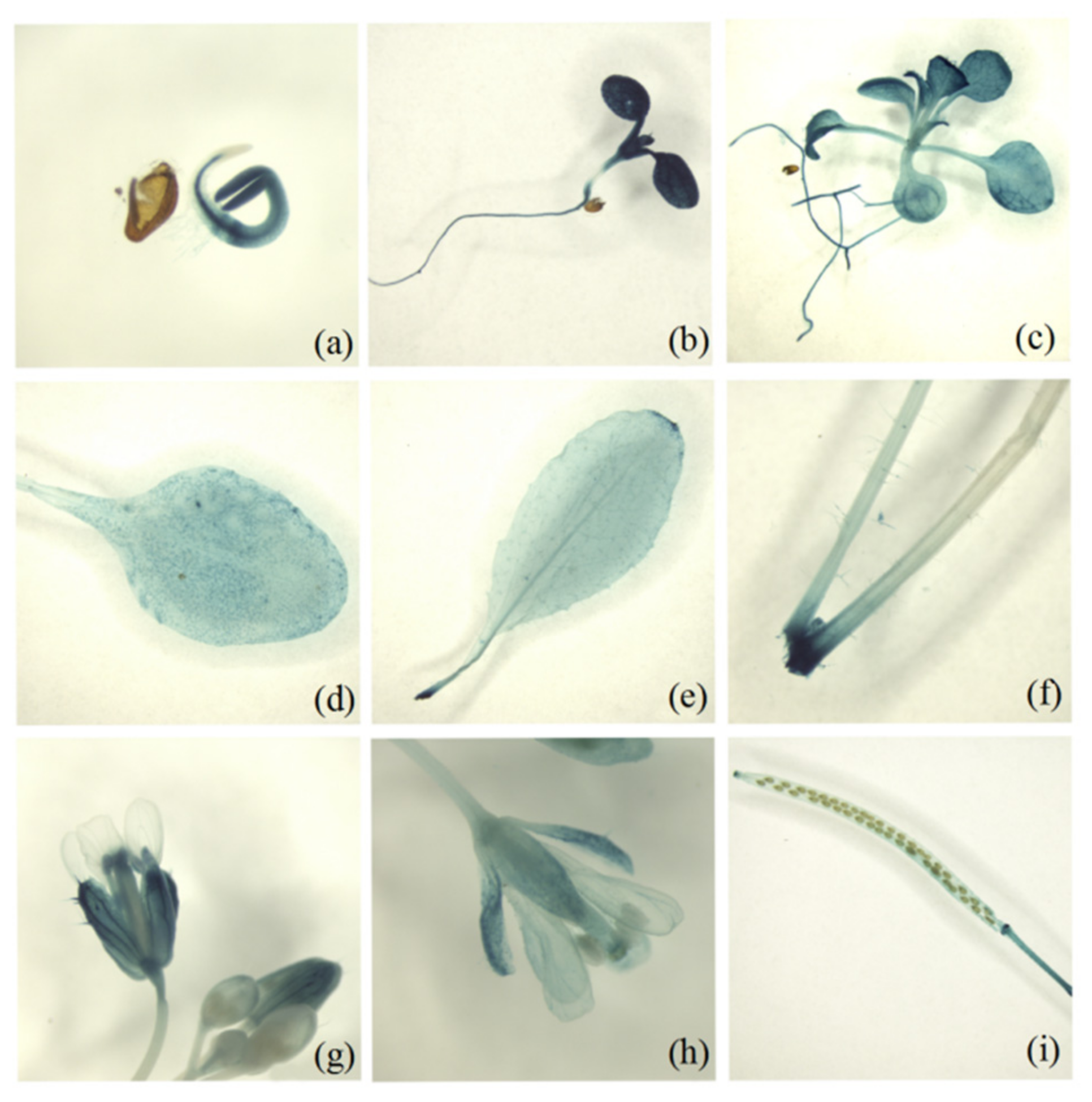 Plants 11 00939 g002