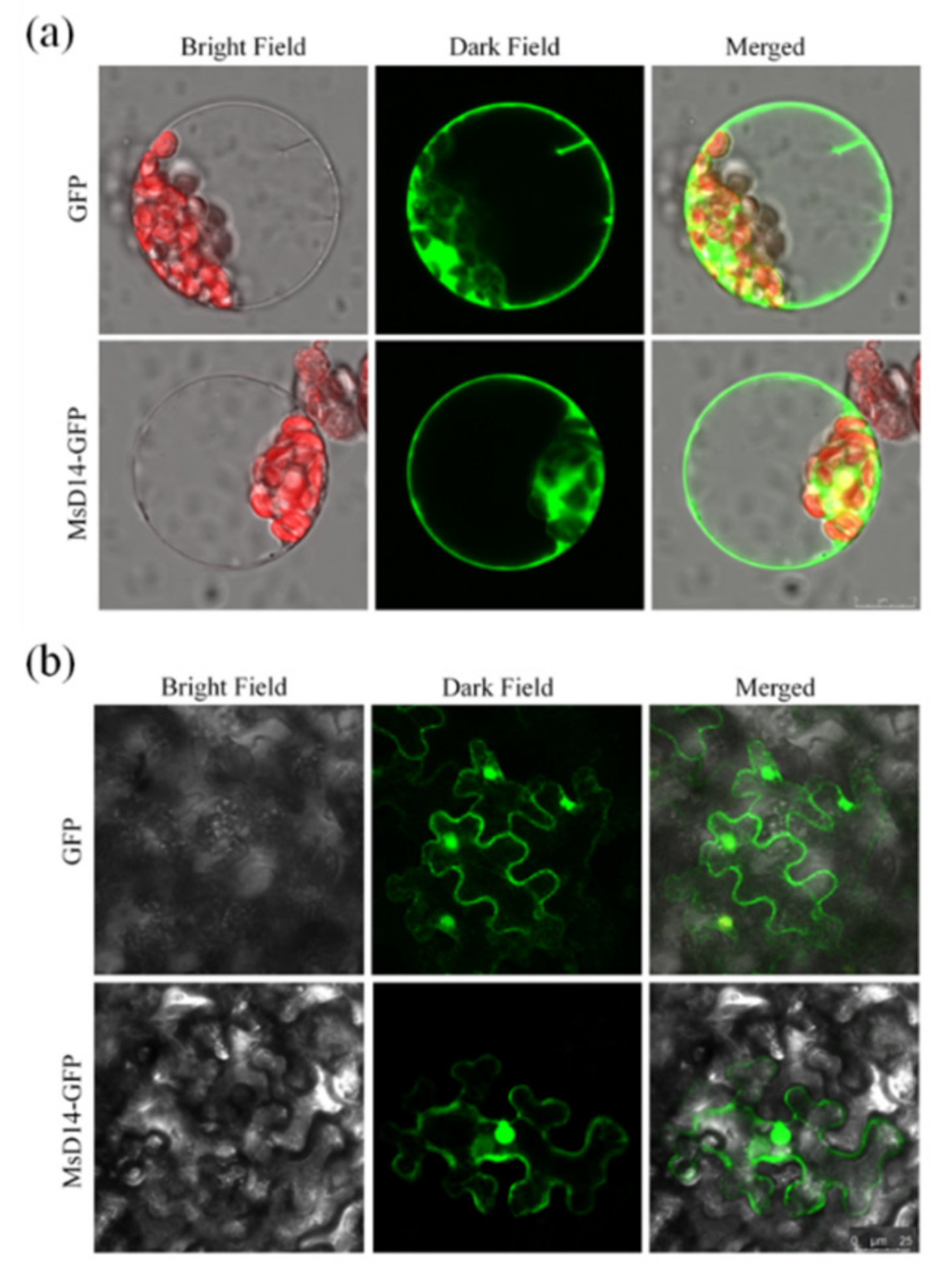 Plants 11 00939 g003
