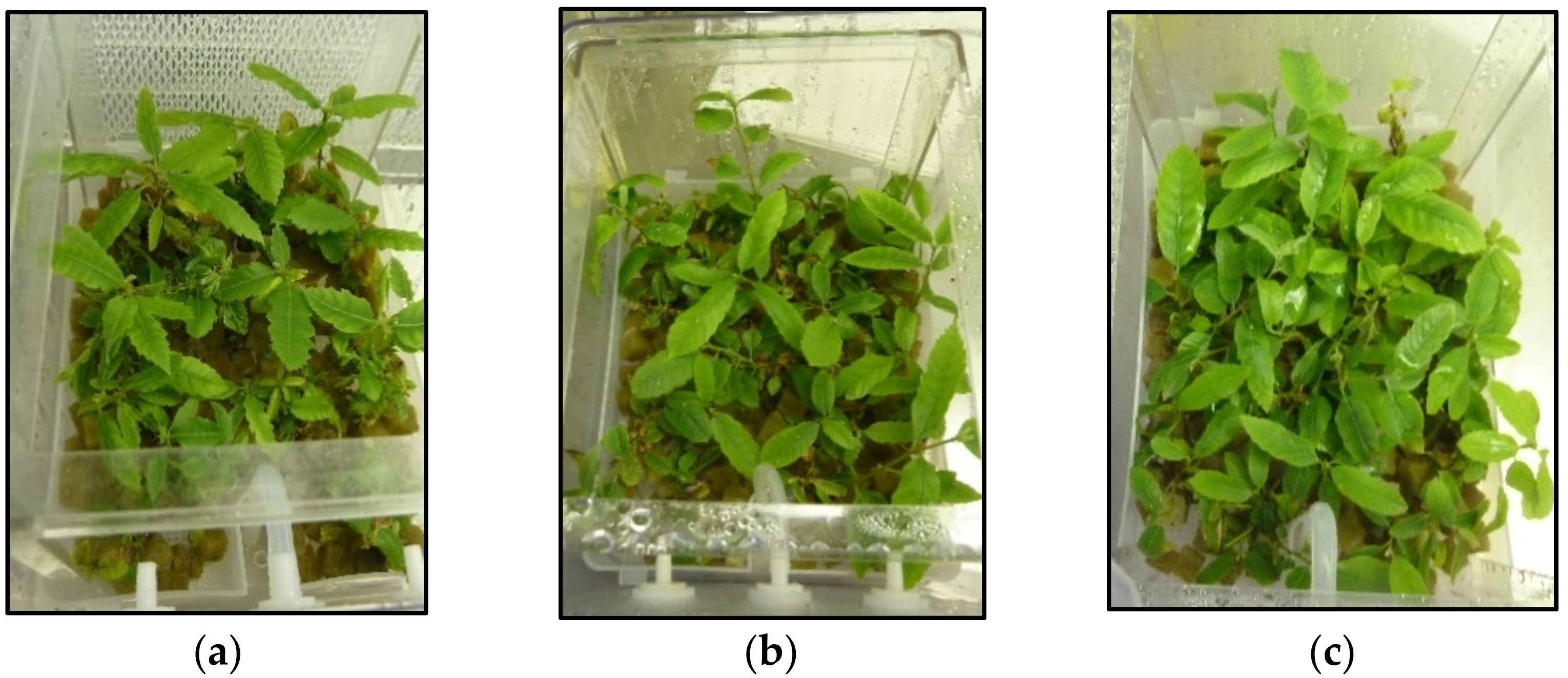 Plants 11 00965 g002 Plants 11 00965 g002