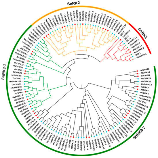 Plants | Free Full-Text | Genome-Wide Identification, Expression ...