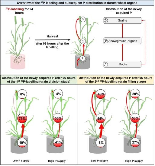 Plants | Free Full-Text | The Dynamics of Phosphorus Uptake and ...