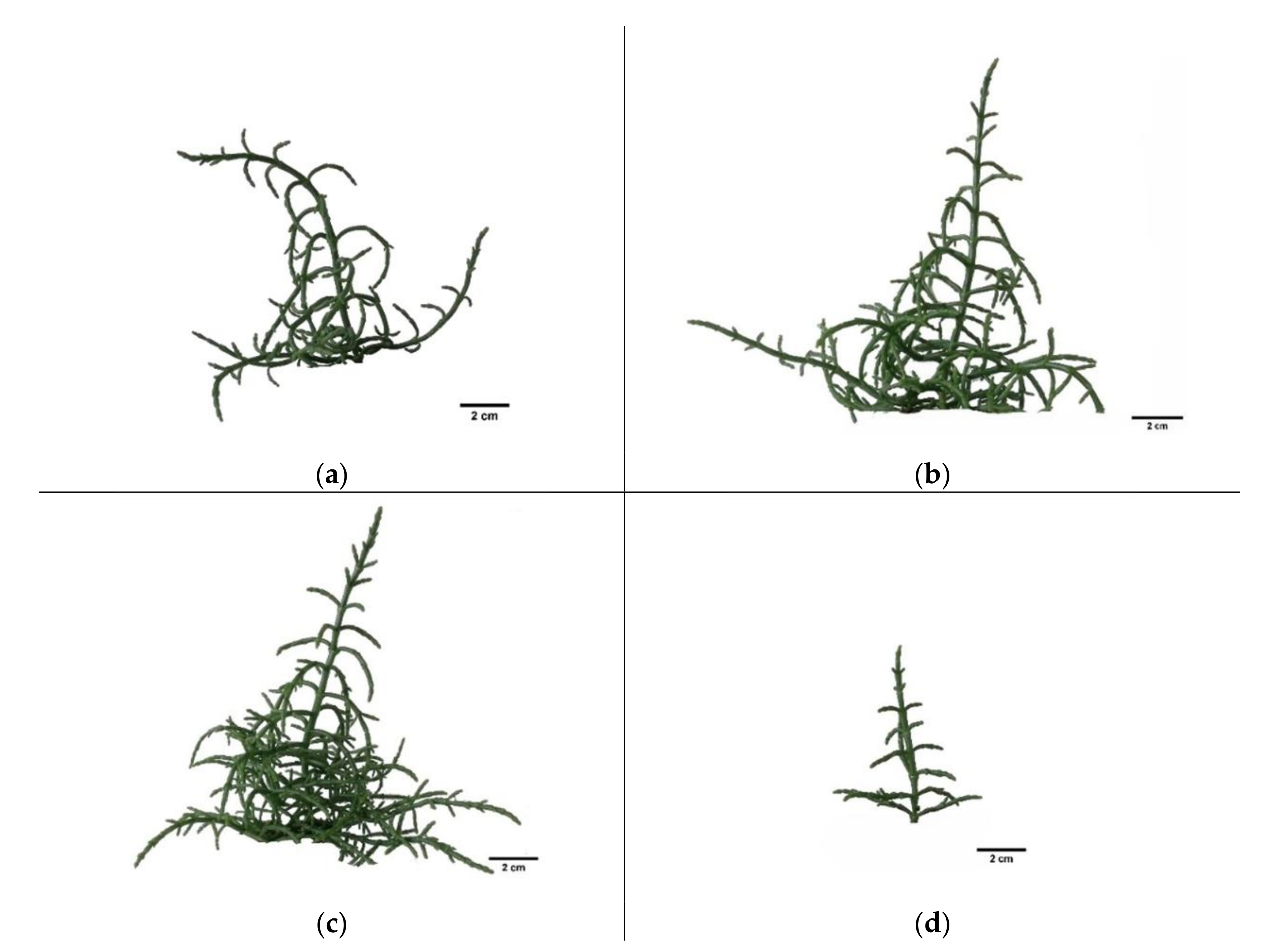 https://www.mdpi.com/plants/plants-11-01051/article_deploy/html/images/plants-11-01051-g001.png