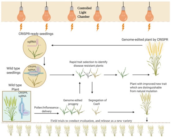 Frontiers  New Plant Breeding Techniques in Citrus for the