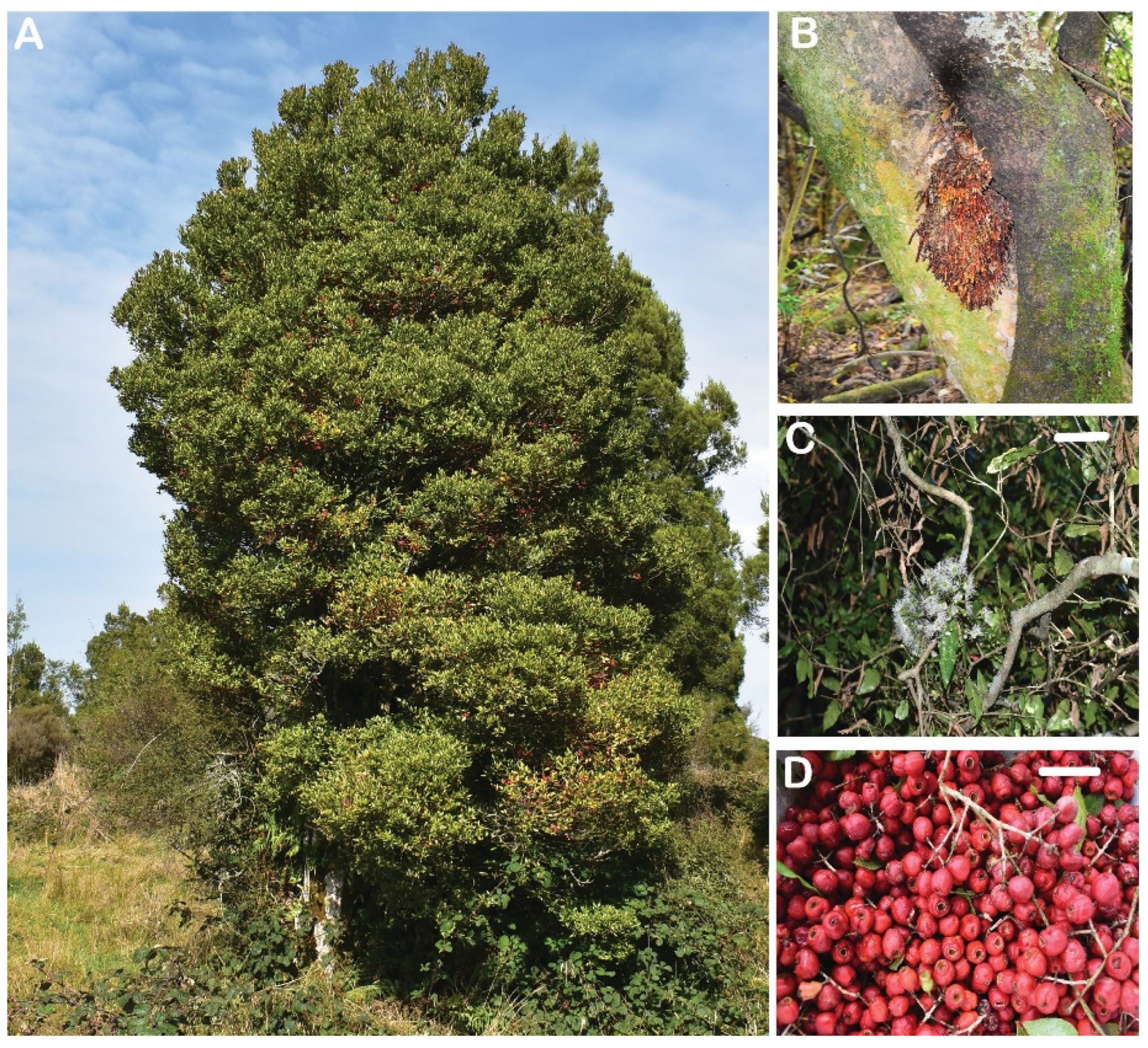 Plants 11 01056 g001