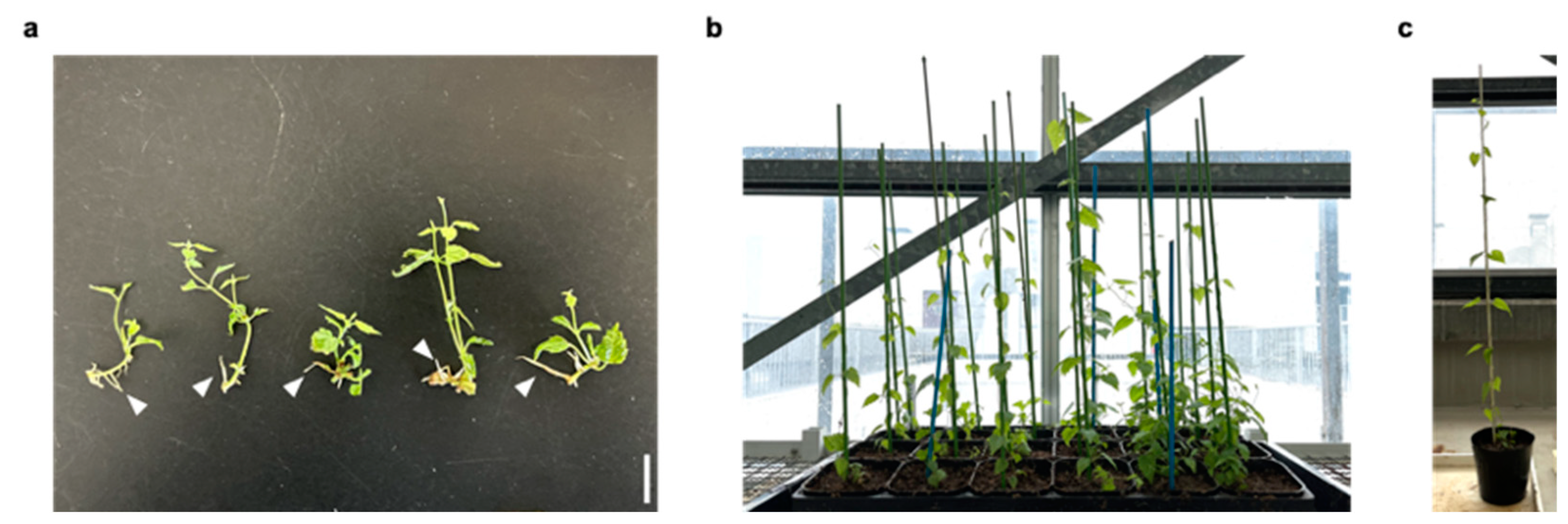 Plants 11 01066 g006