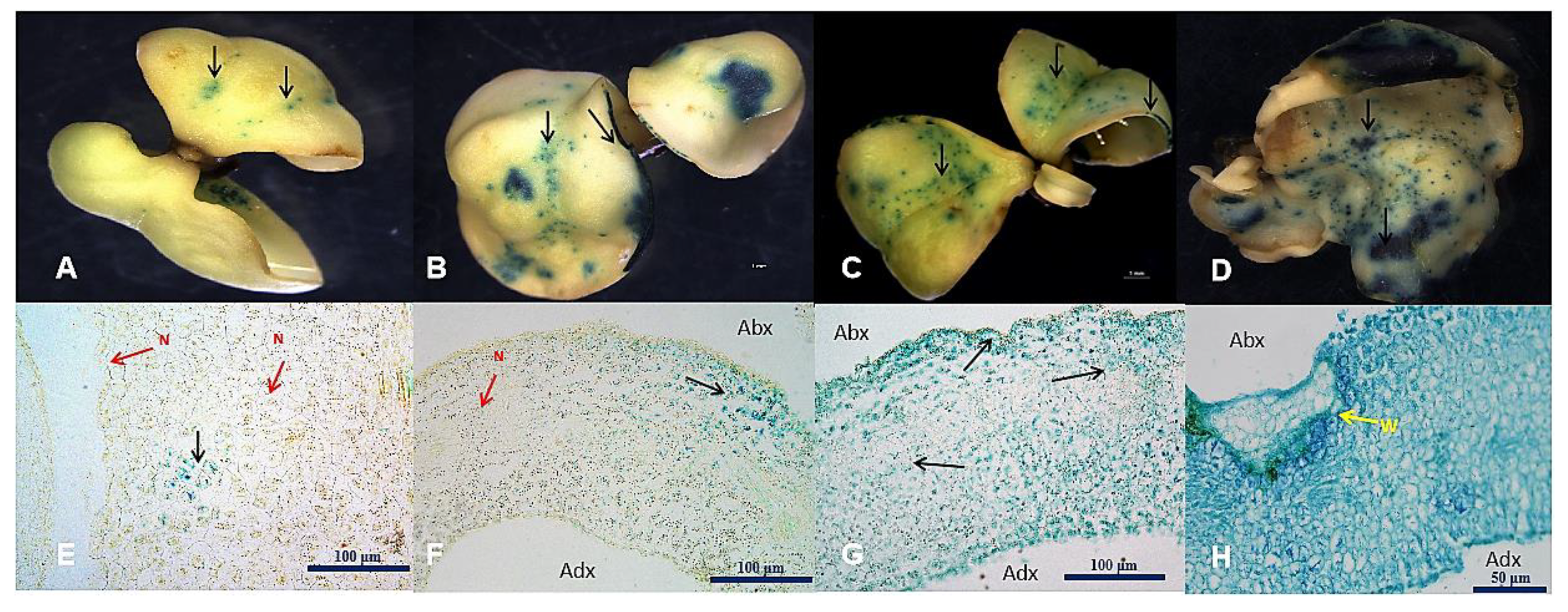 Plants 11 01067 g003