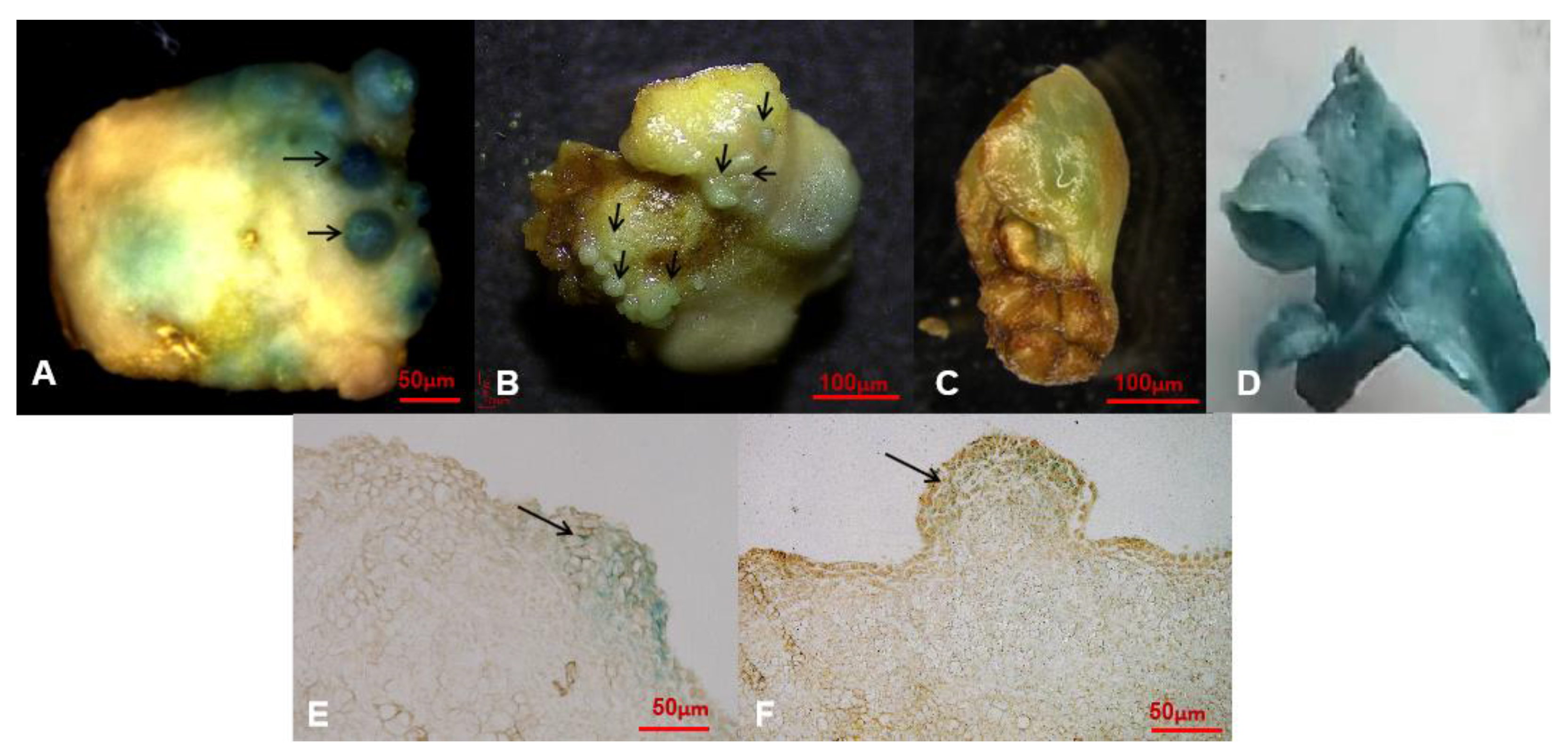 Plants 11 01067 g004