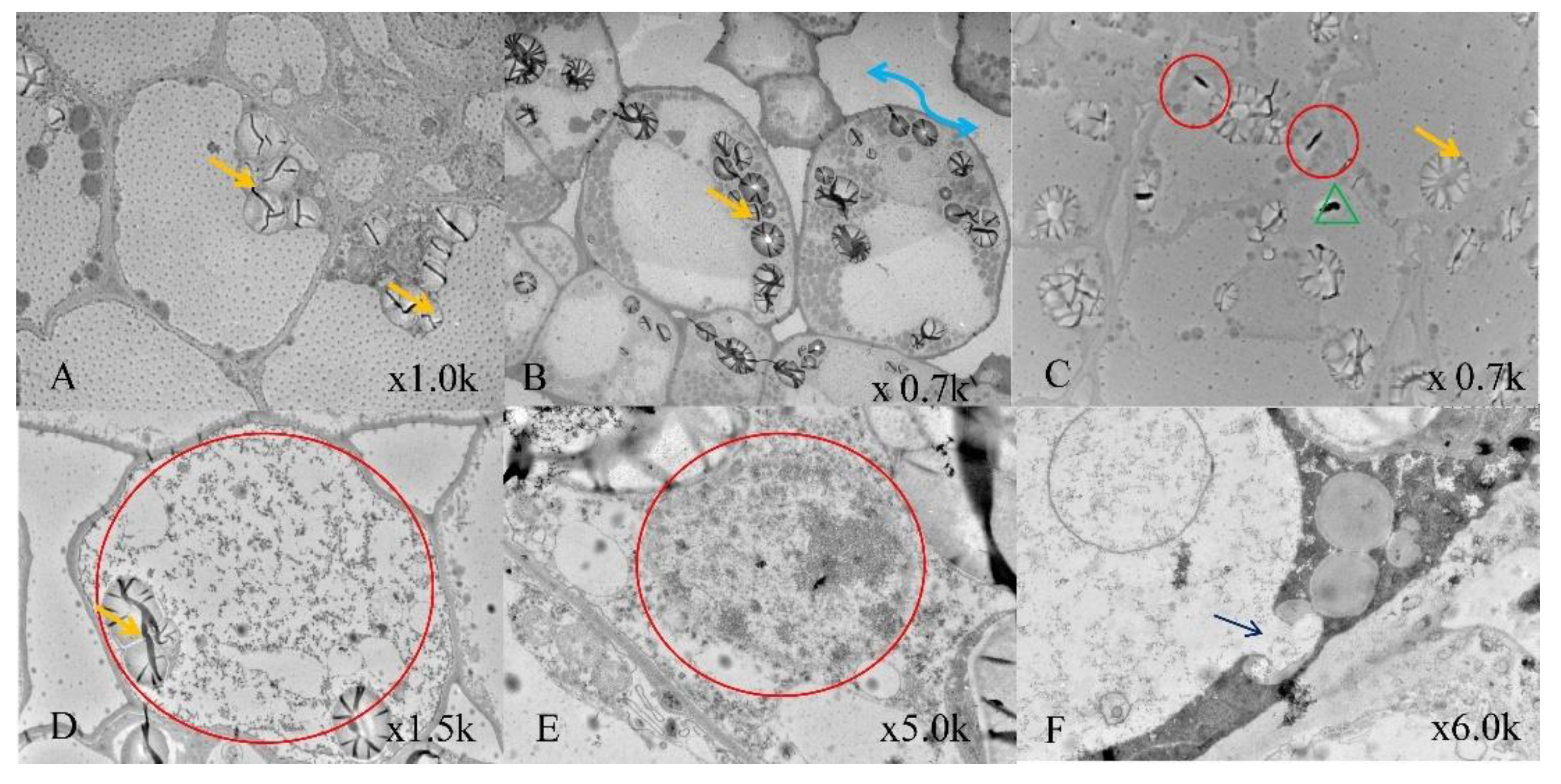 Plants 11 01067 g005