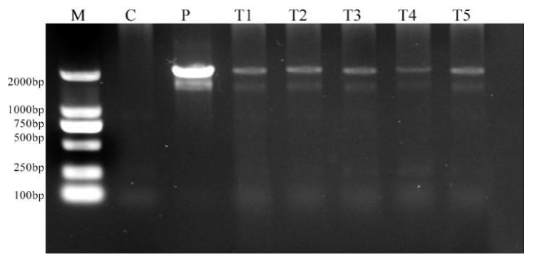 Plants 11 01067 g006