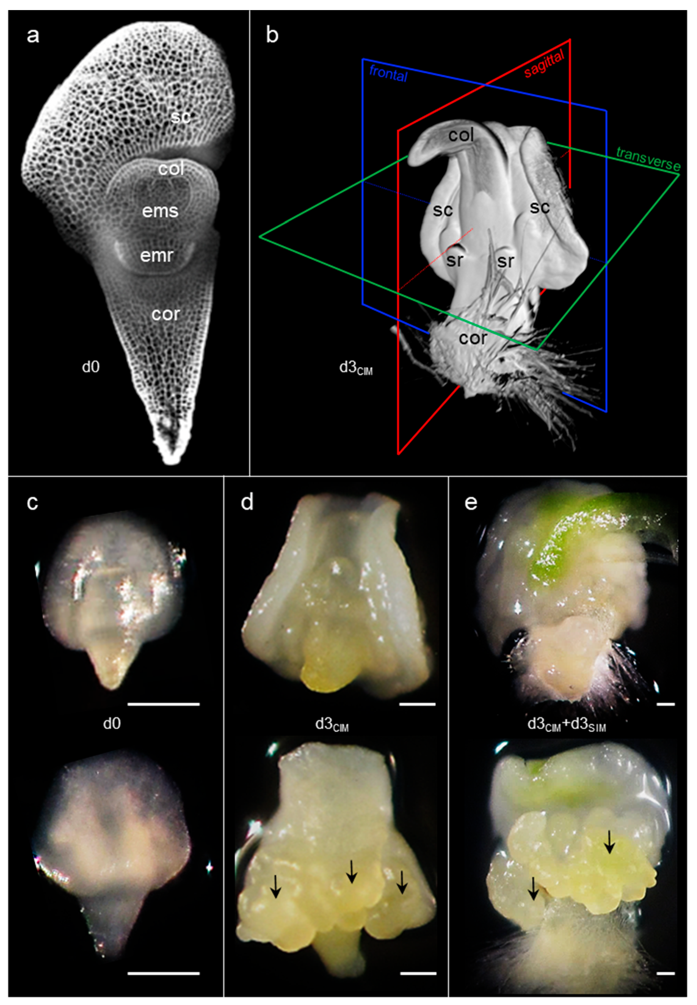 Plants 11 01068 g001