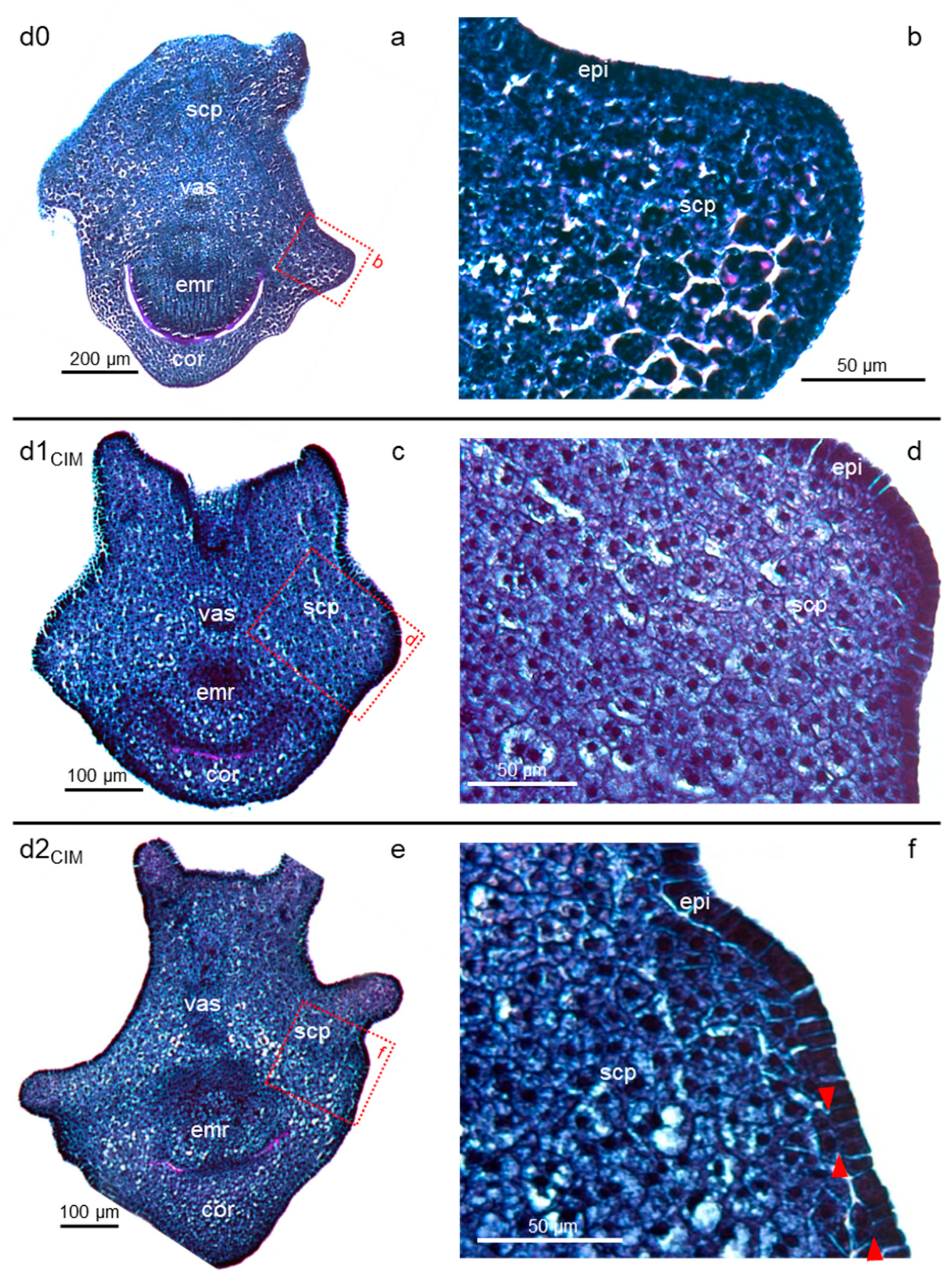 Plants 11 01068 g002