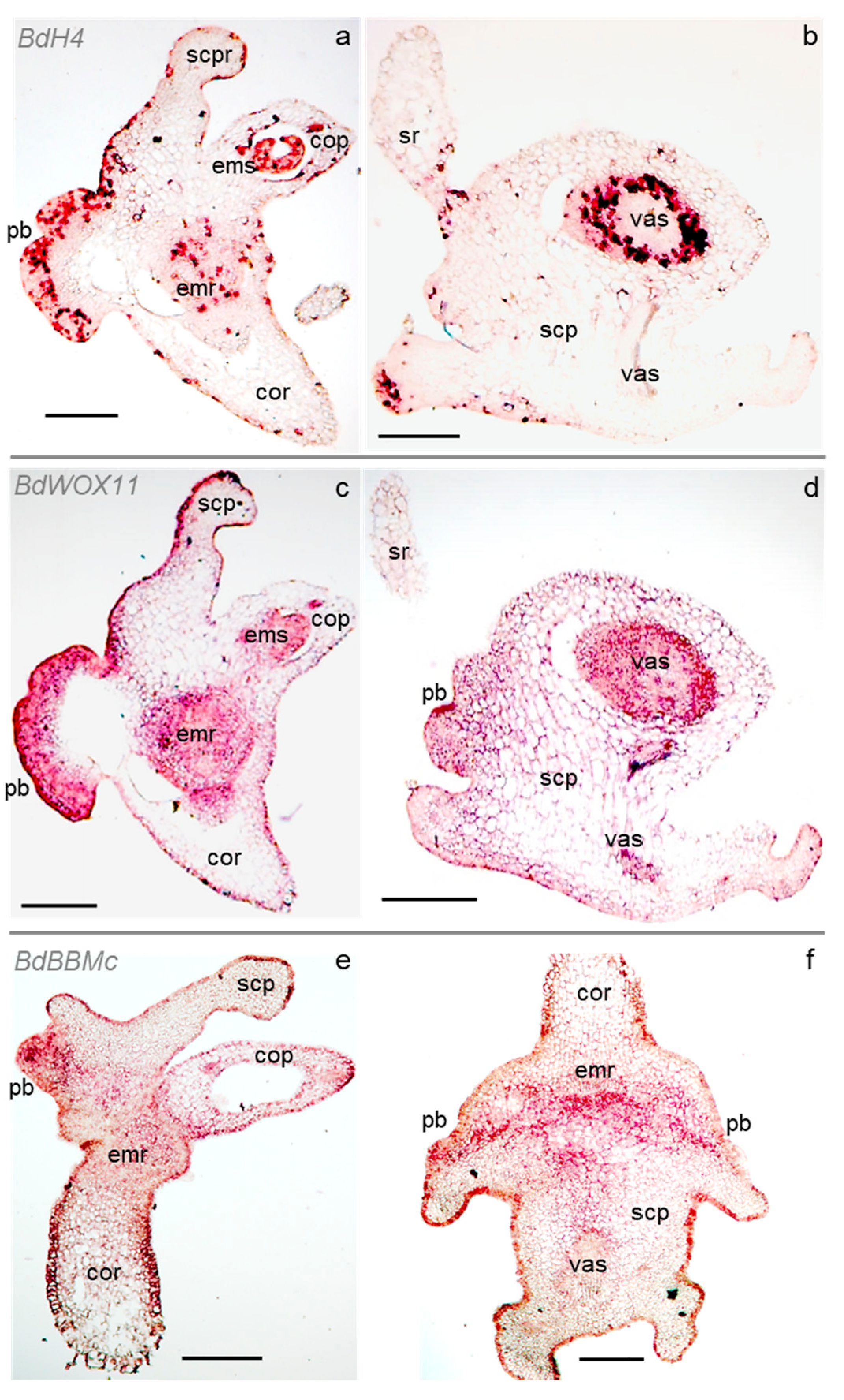 Plants 11 01068 g004