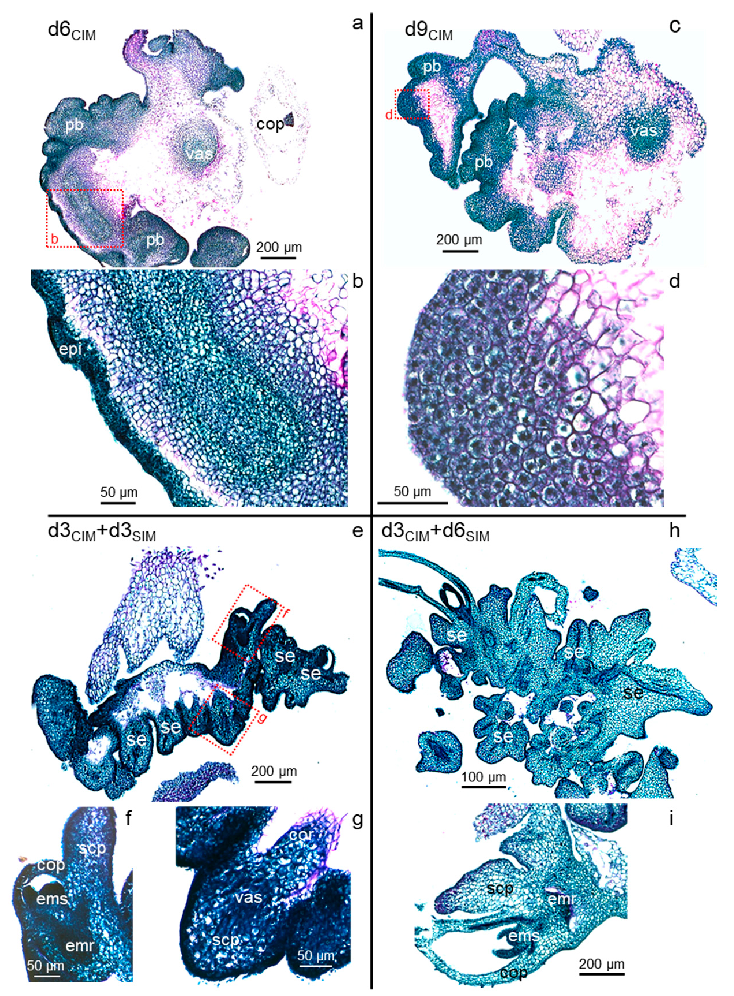 Plants 11 01068 g005
