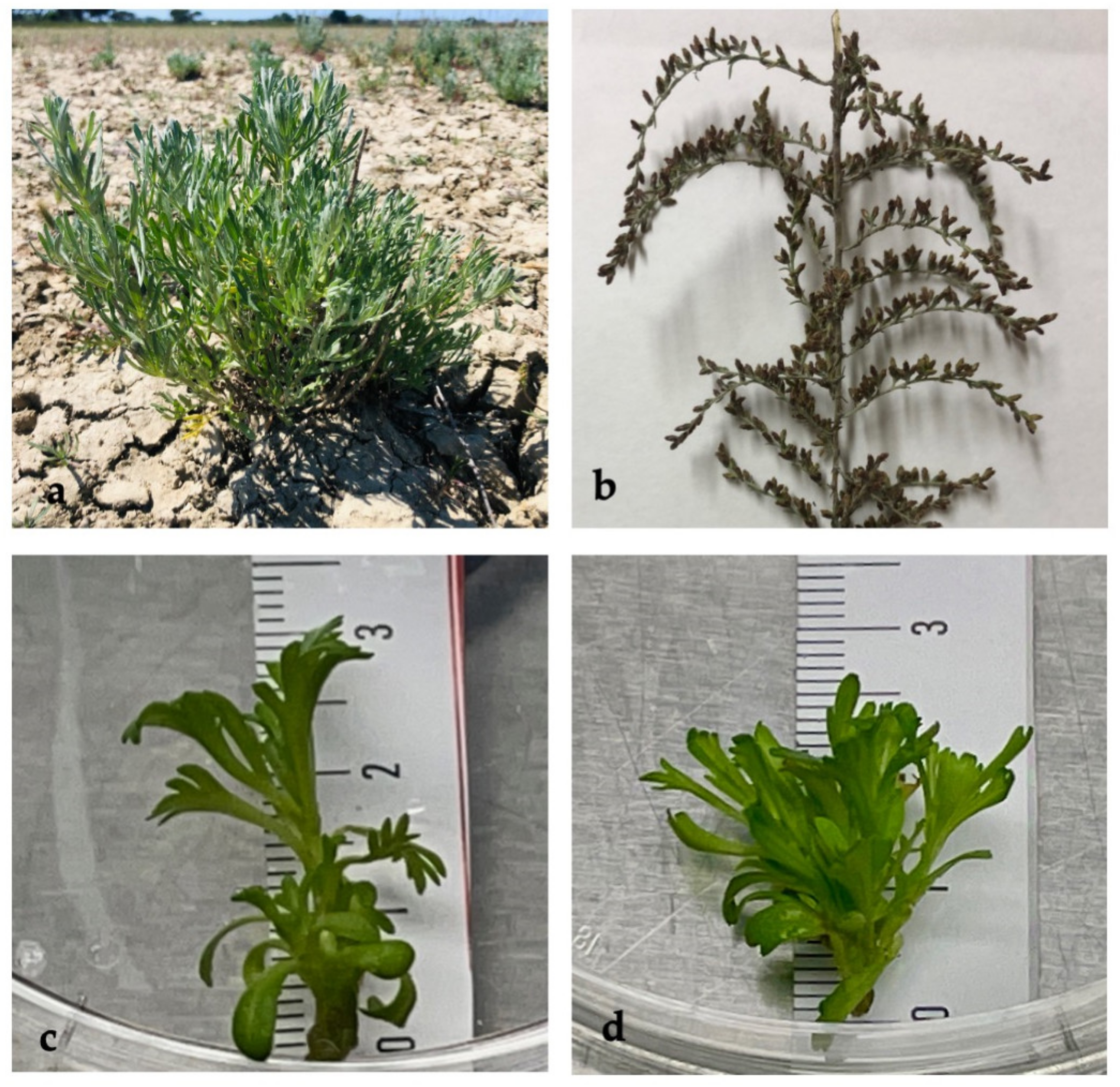 Plants 11 01081 g001