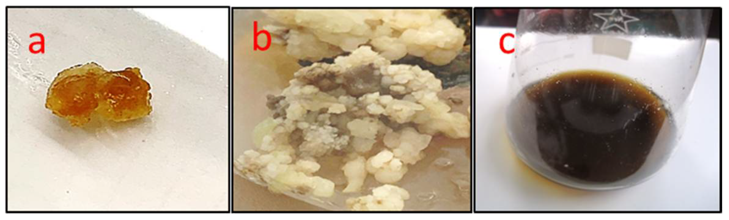 Plants 11 01087 g001