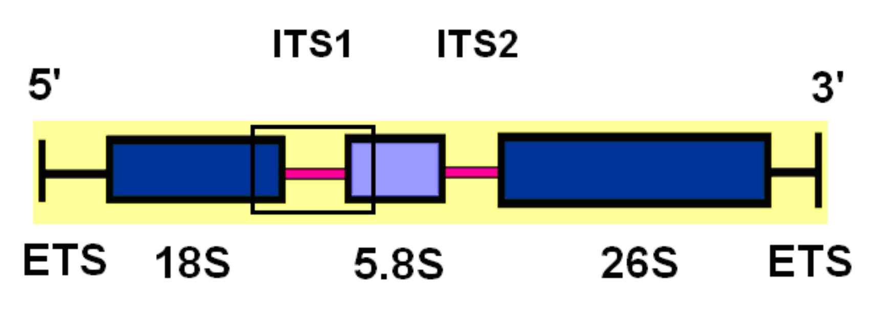 Plants 11 01103 g001