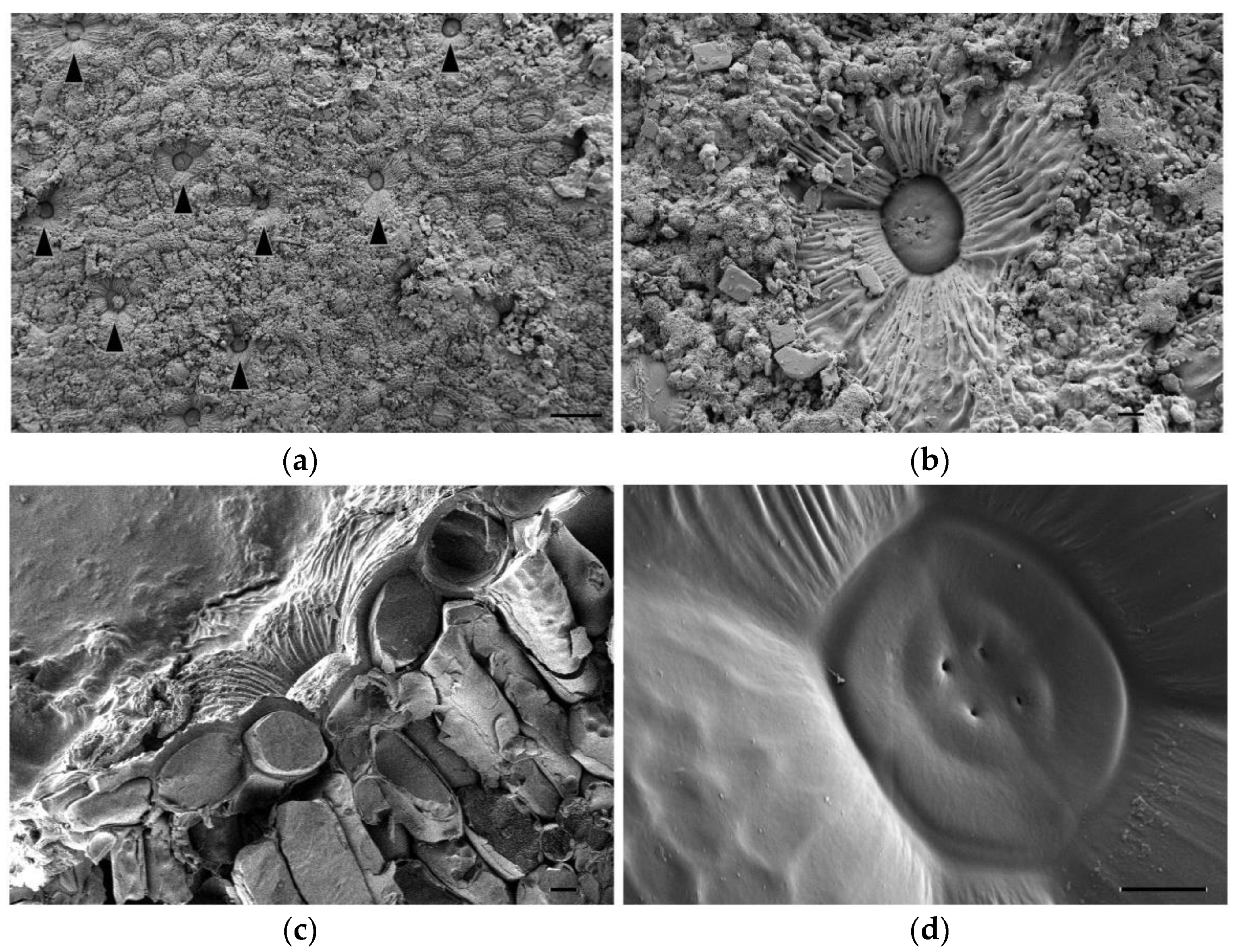 Plants 11 01137 g003