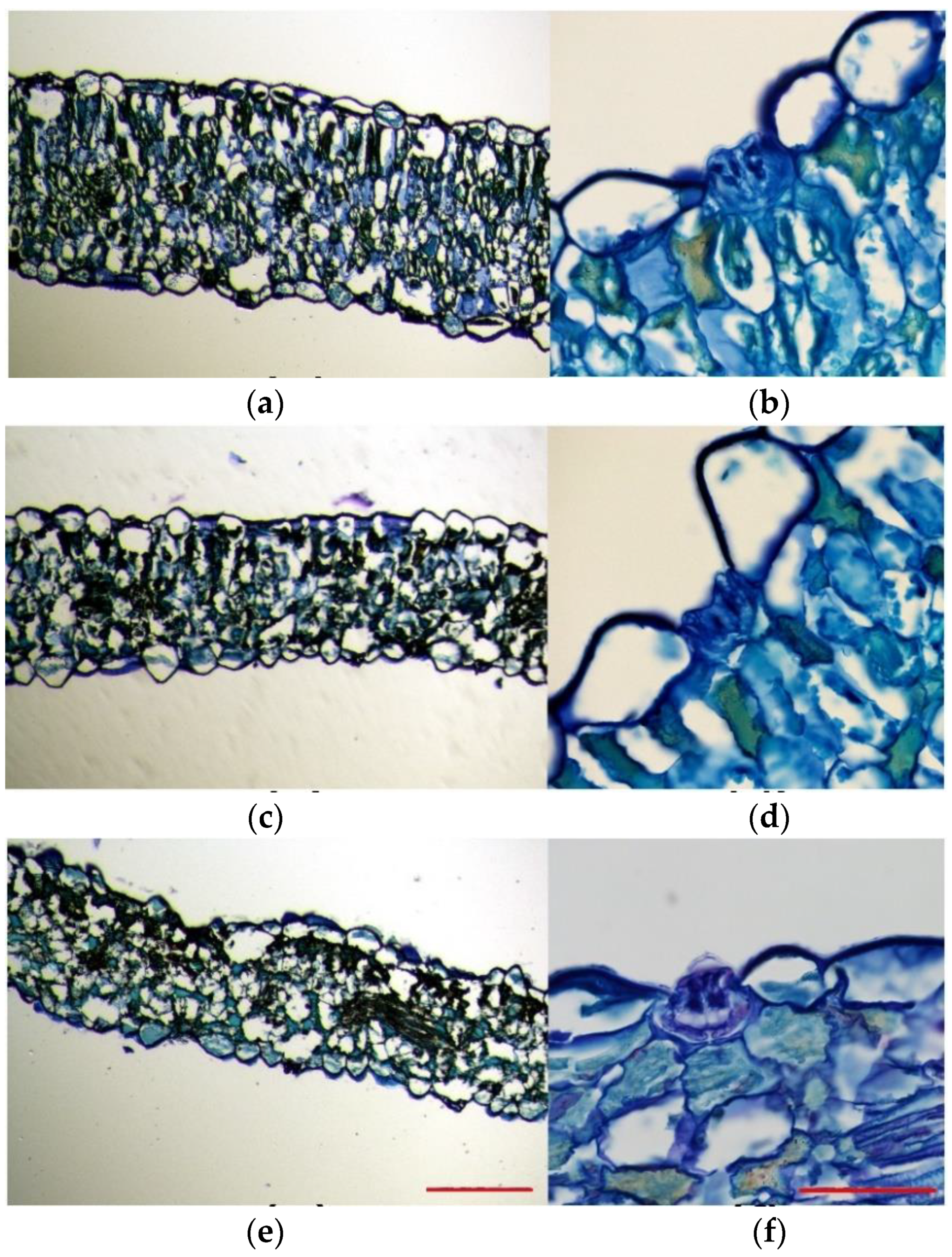 Plants 11 01137 g004