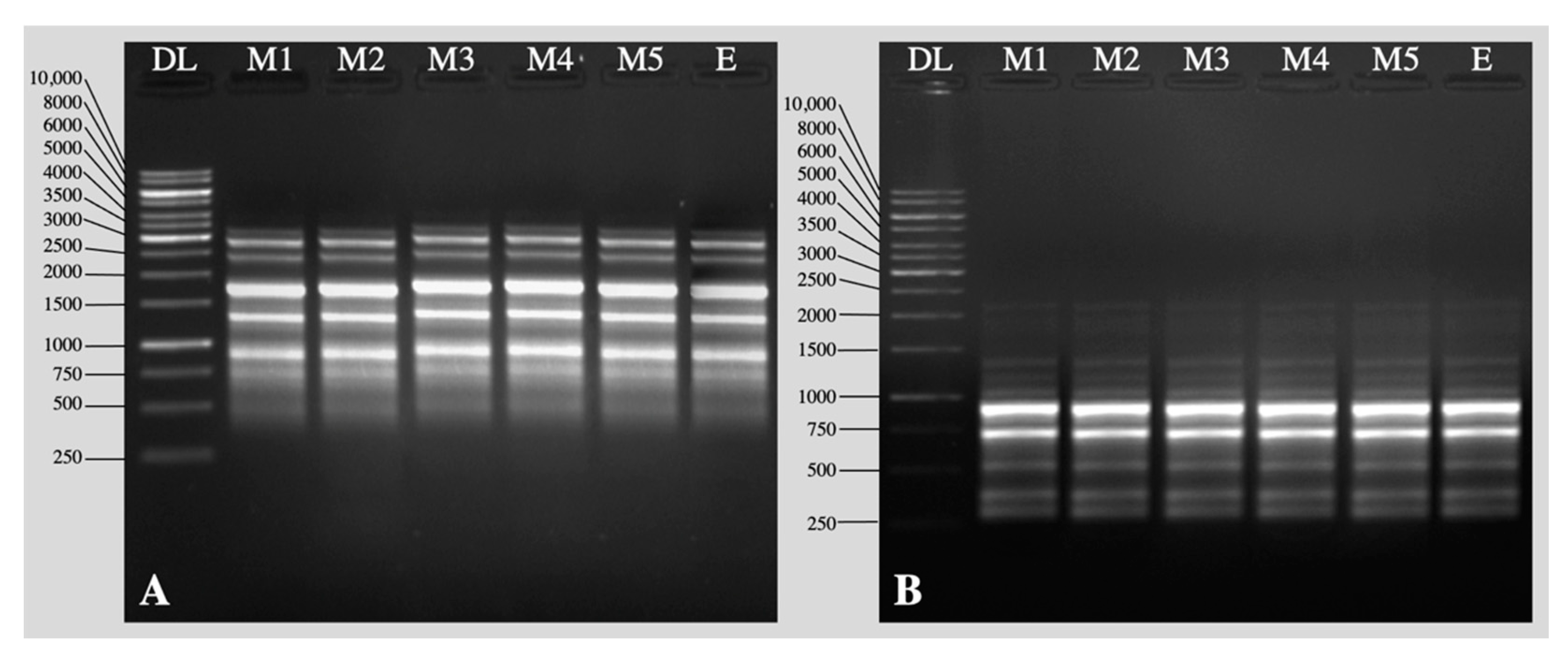 Plants 11 01163 g005