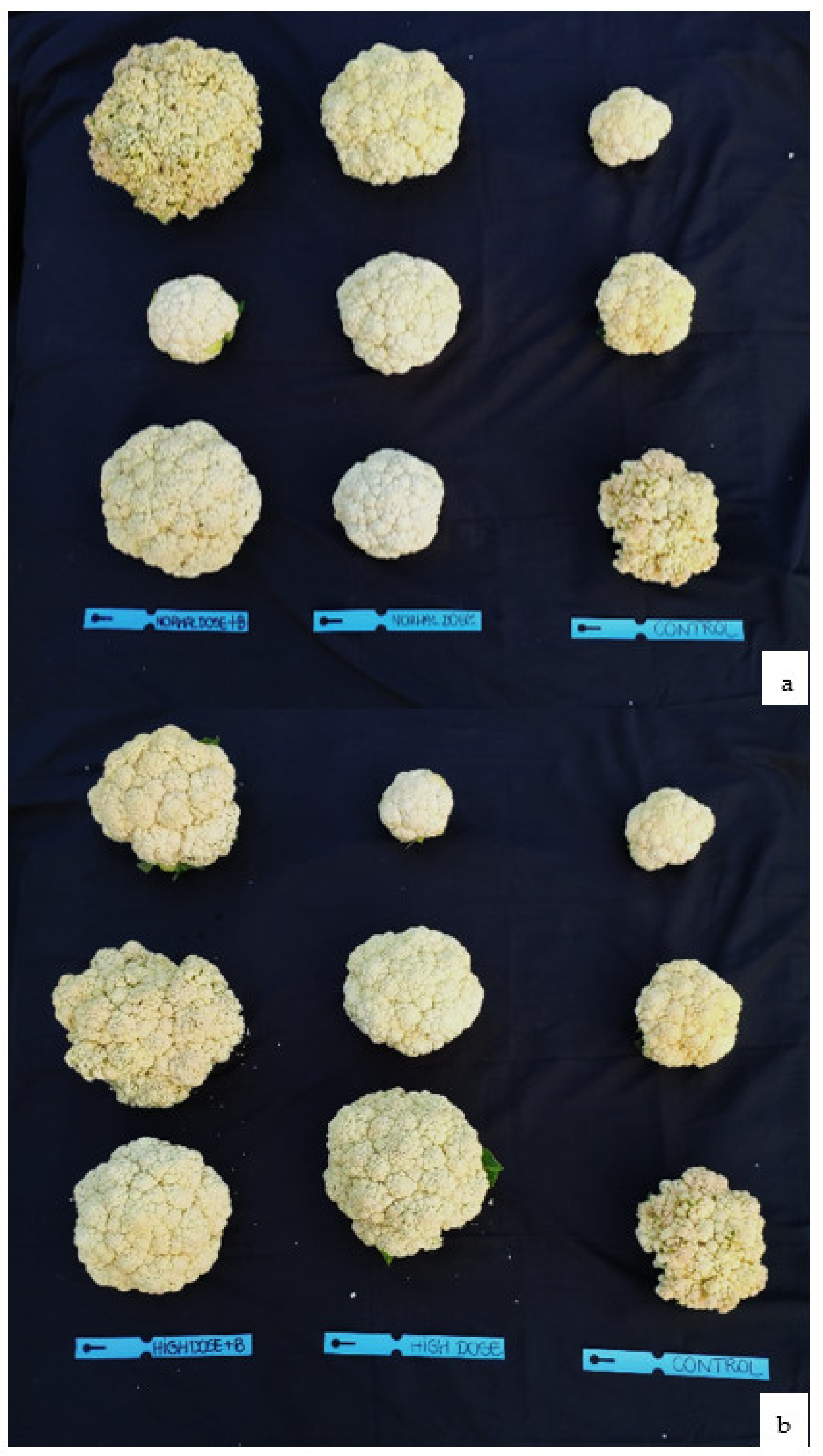 Plants 11 01182 g005