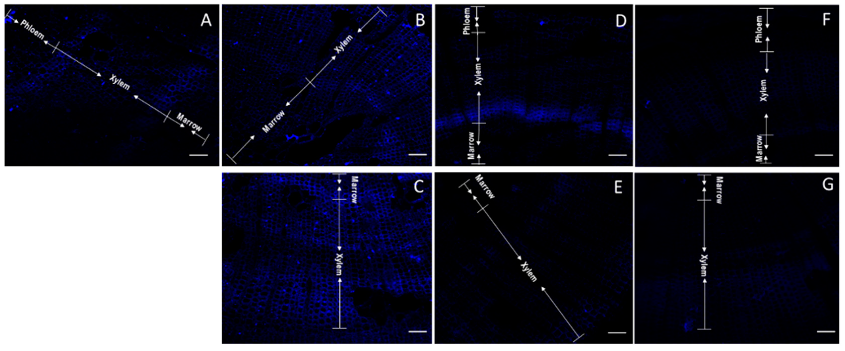 Plants 11 01190 g005