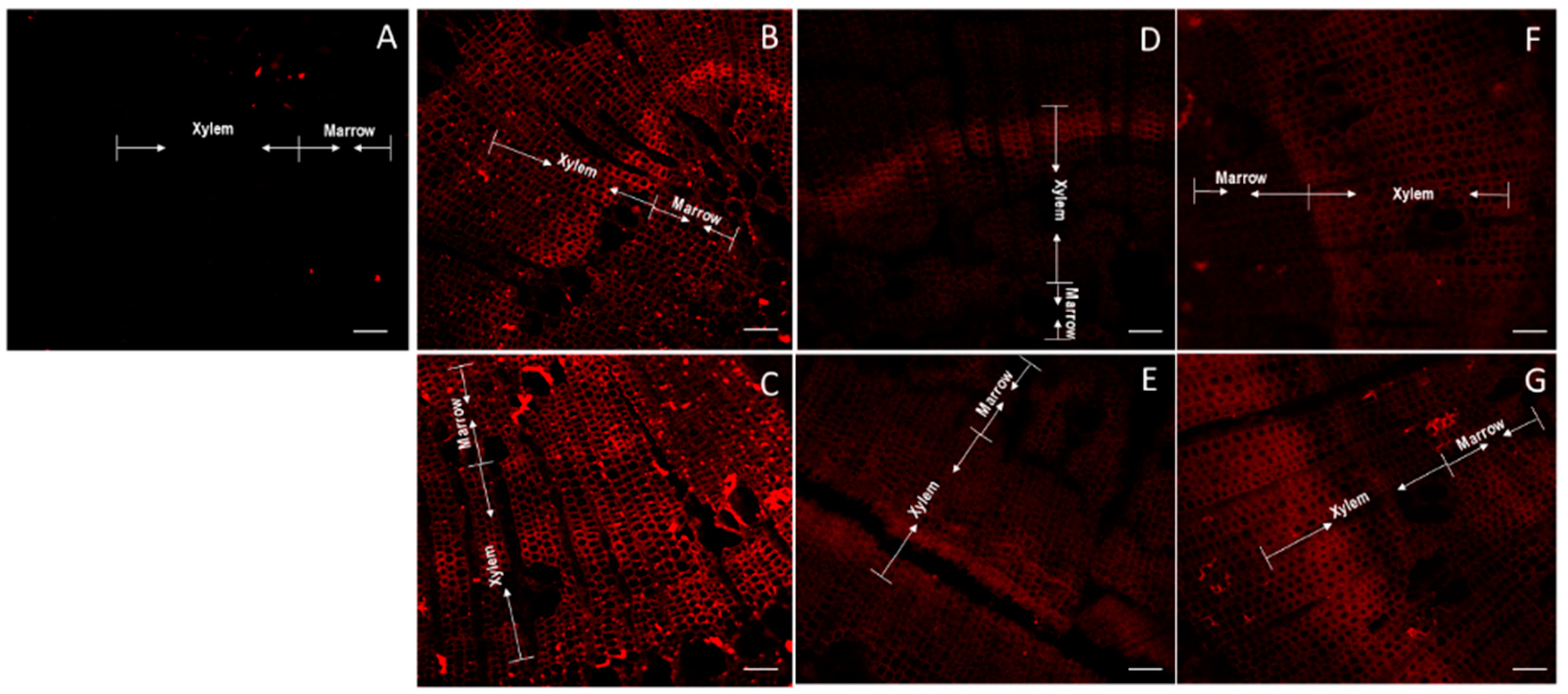Plants 11 01190 g006