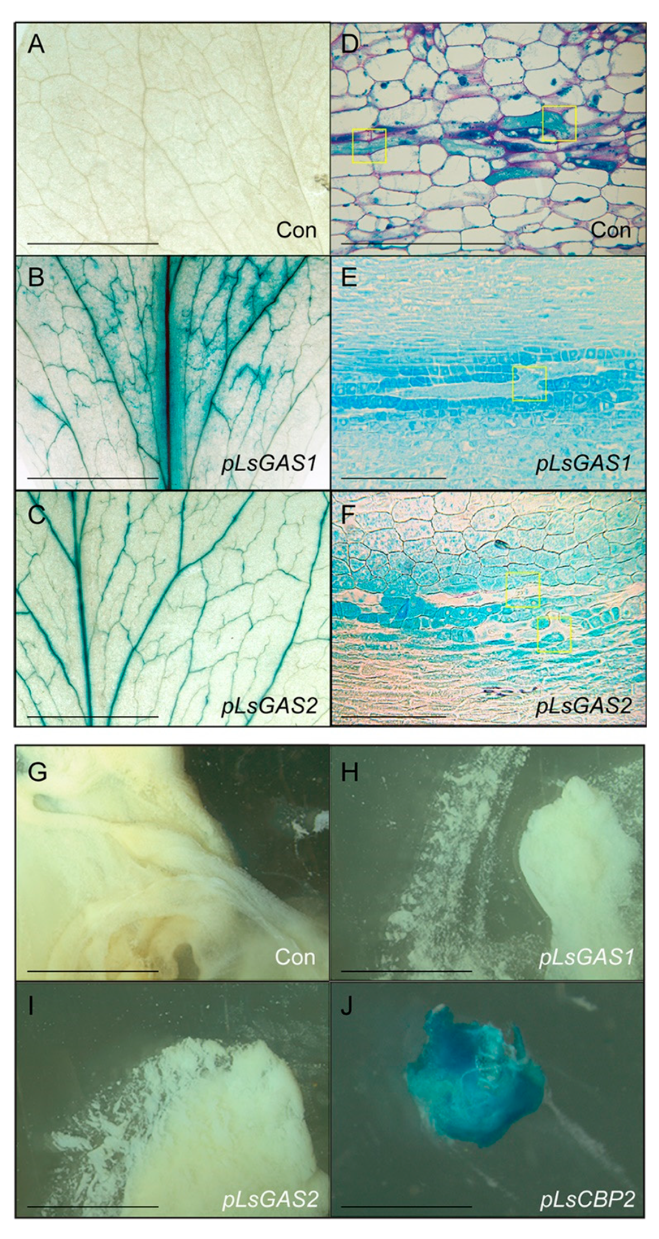 Plants 11 01192 g003