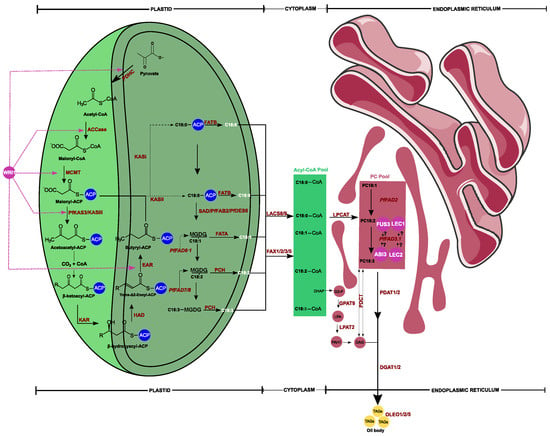 Plants Free Full Text Advances in Understanding the Genetic