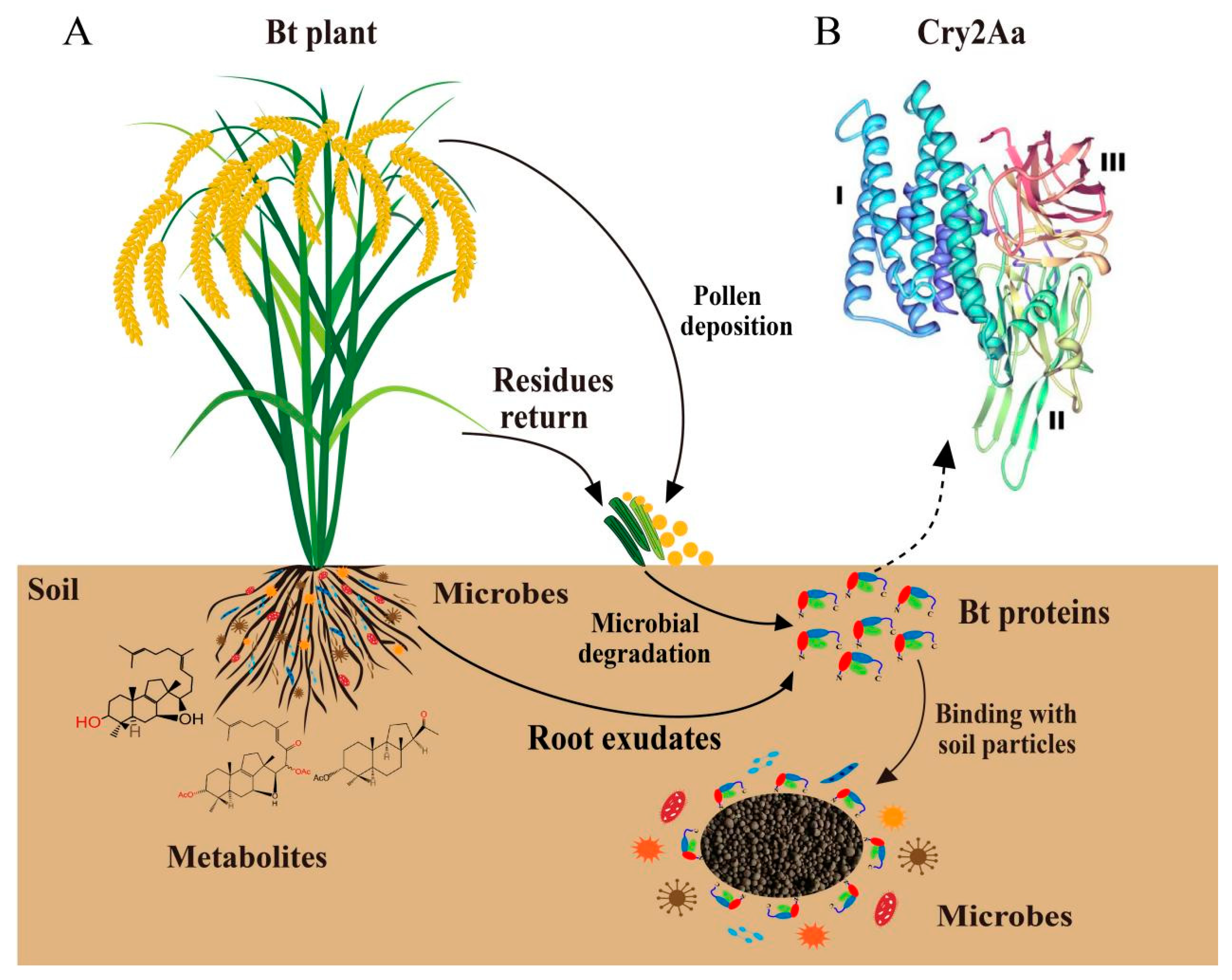 Plants | Free Full-Text | Environmental Behaviors of Bacillus thuringiensis  (Bt) Insecticidal Proteins and Their Effects on Microbial Ecology