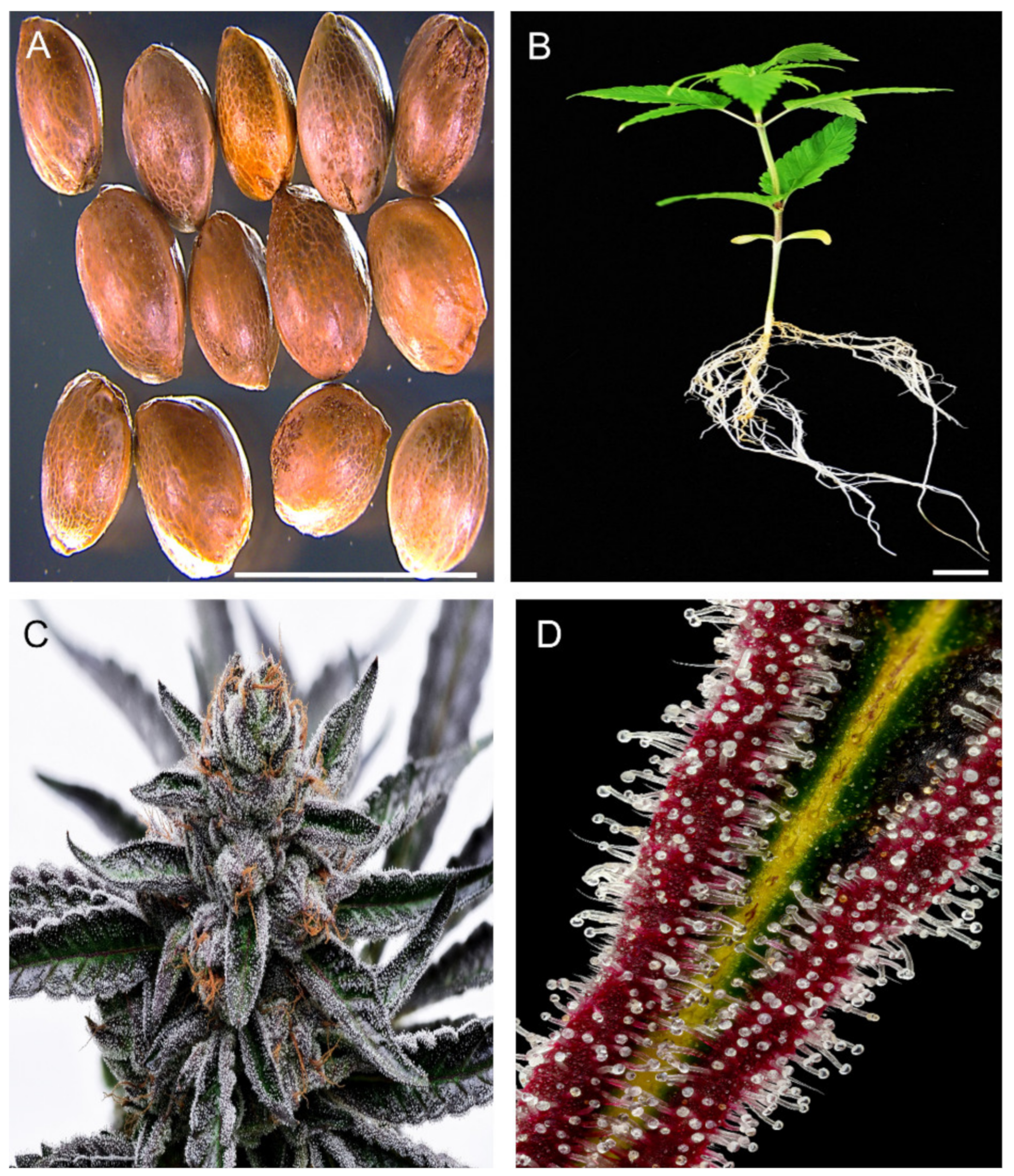 Plants | Free Full-Text | Understanding Cannabis sativa L.: Current Status  of Propagation, Use, Legalization, and Haploid-Inducer-Mediated Genetic  Engineering