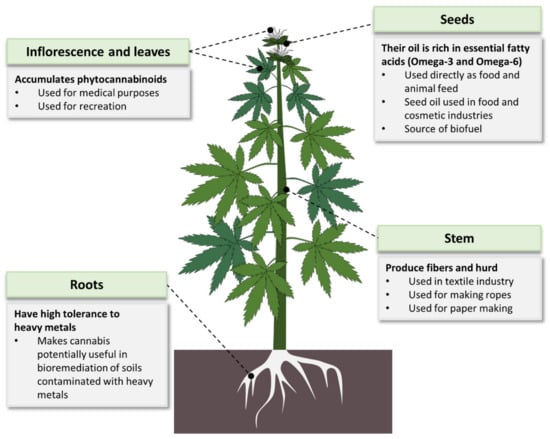 File:Cannabis indica buds and digital scale.jpg - Wikimedia Commons