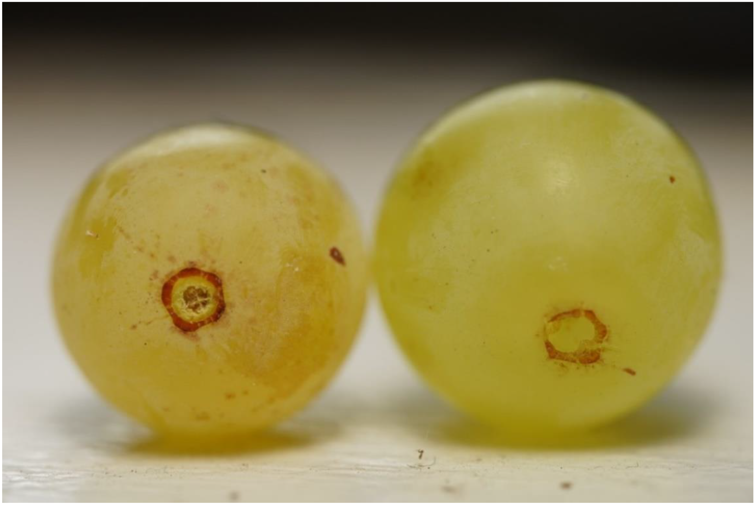 Thompson Seedless Grape, Vitis vinifera 'Thompson Seedless