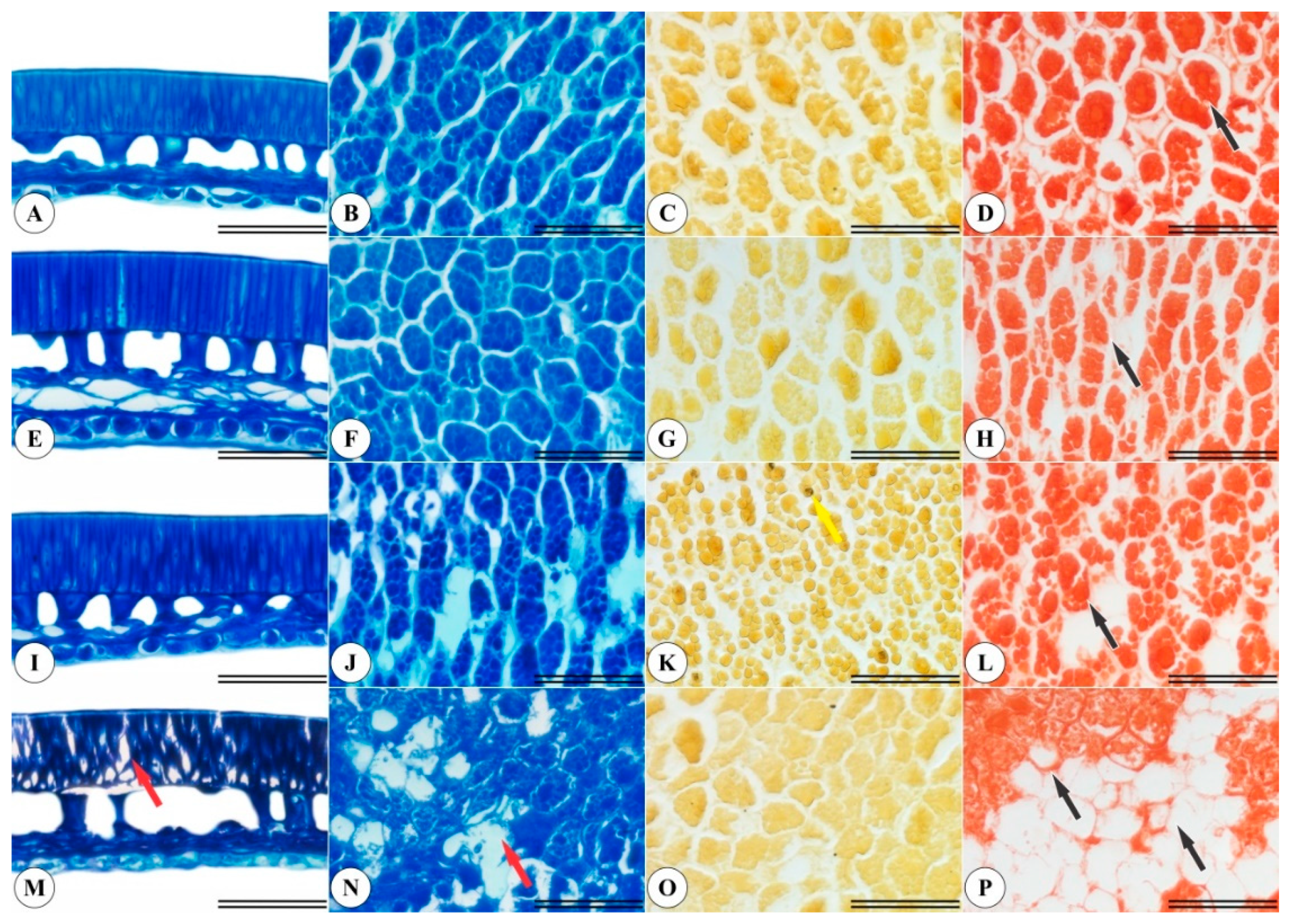 Plants 11 01302 g003