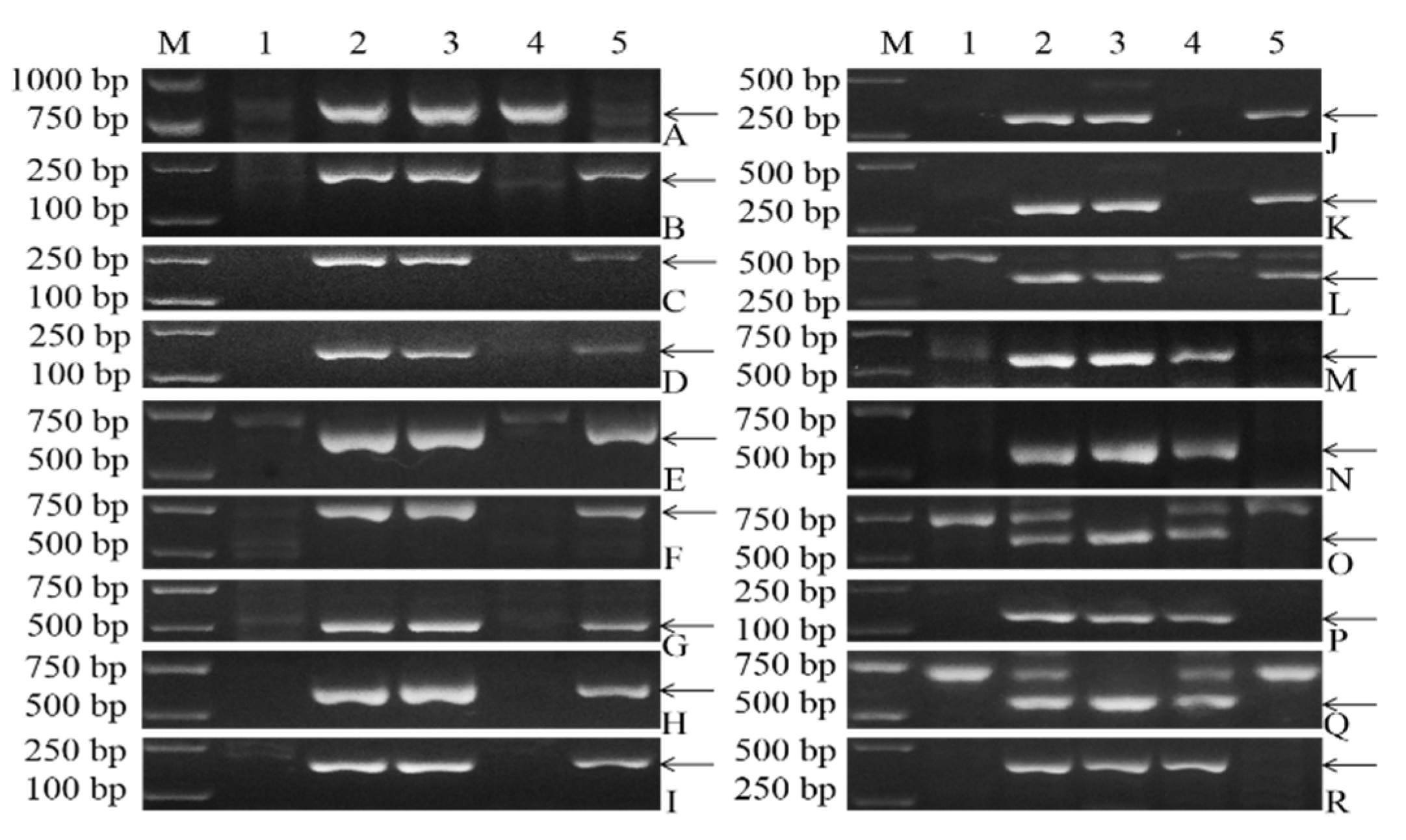 Plants 11 01329 g005
