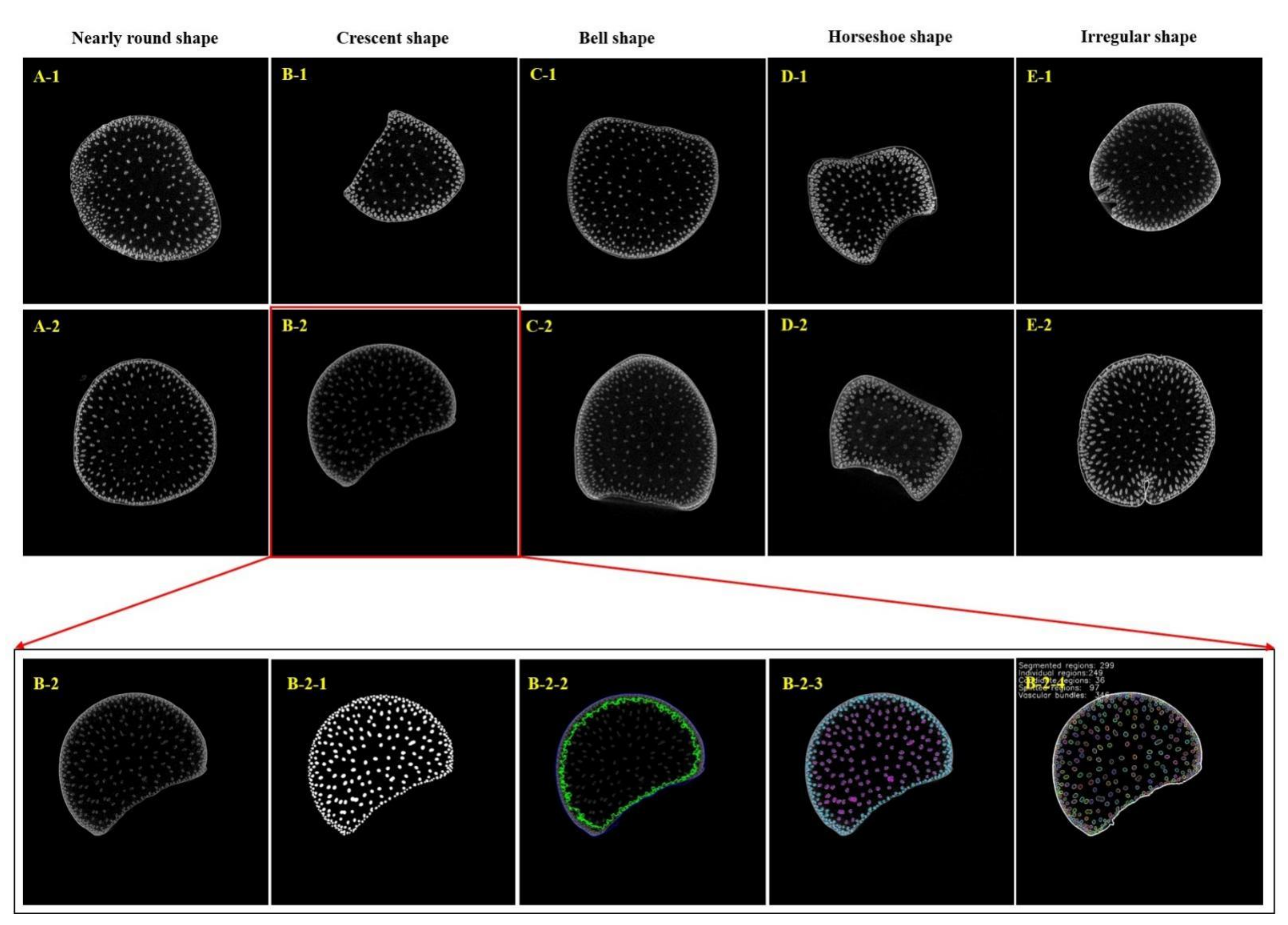 Plants Free Full Text High Throughput Phenotyping Accelerates The Dissection Of The Phenotypic Variation And Genetic Architecture Of Shank Vascular Bundles In Maize Zea Mays L Html