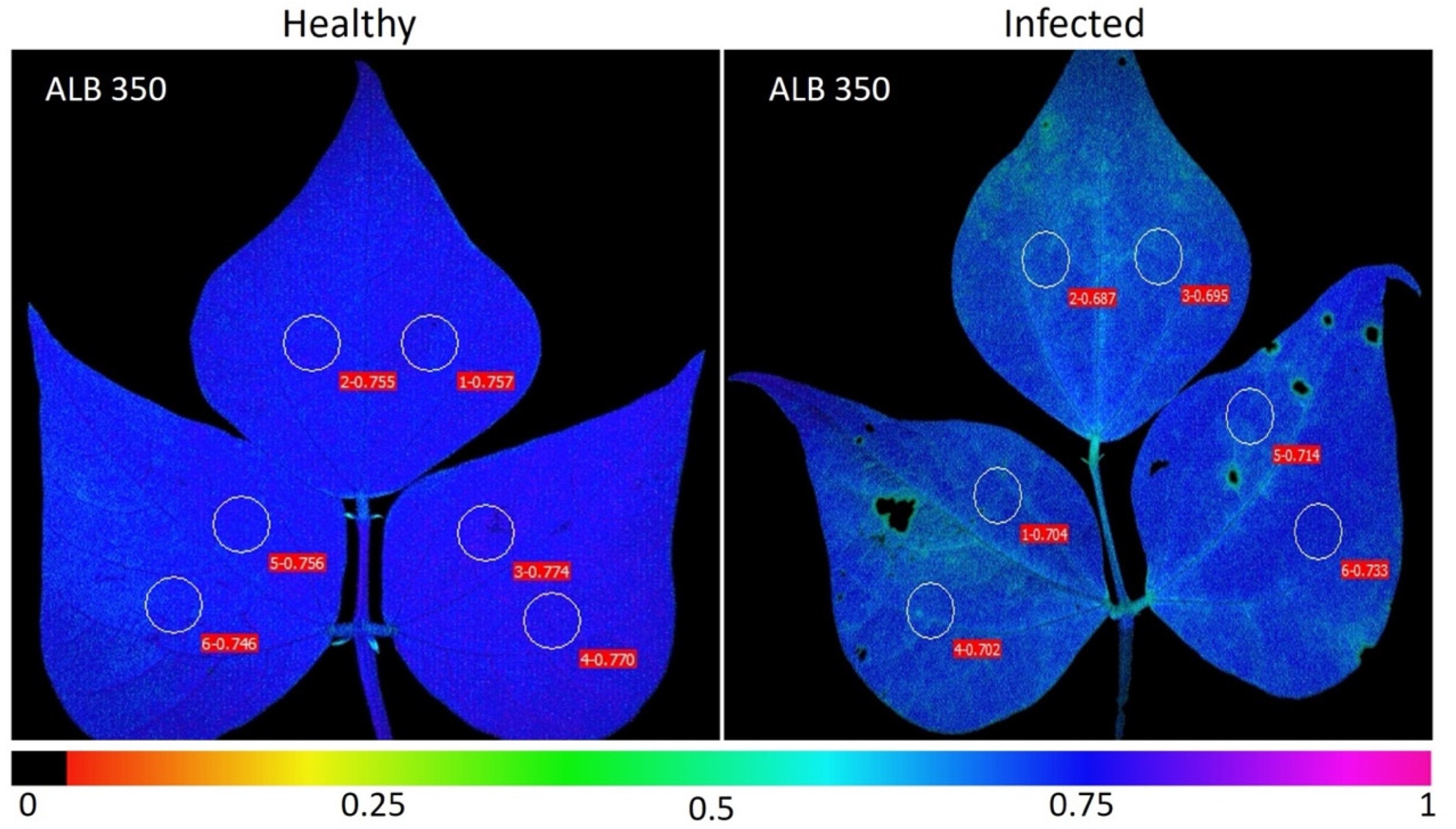 Plants | Free Full-Text | Chlorophyll Fluorescence Imaging as a Tool for  Evaluating Disease Resistance of Common Bean Lines in the Western Amazon  Region of Colombia