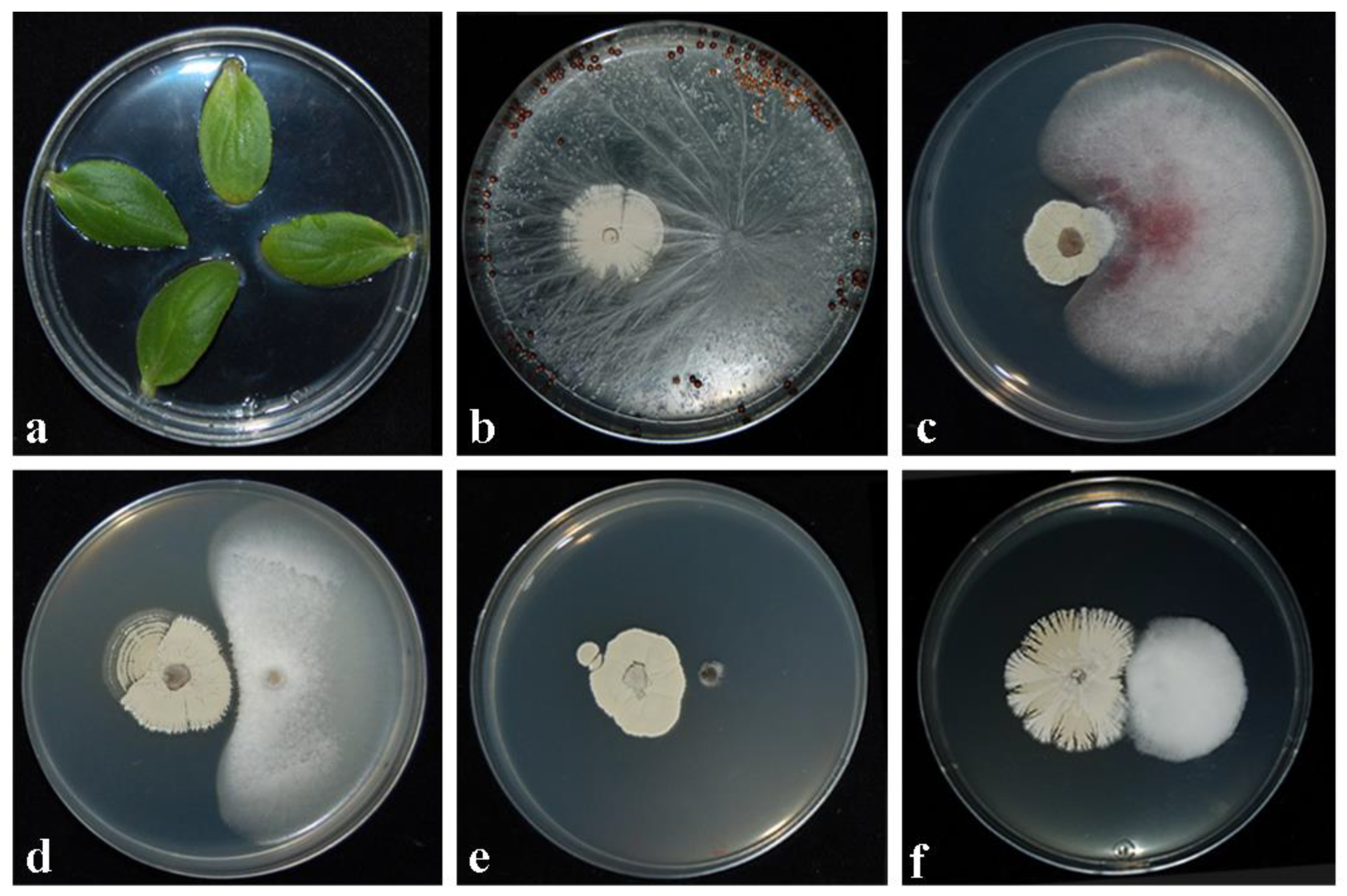 Plants 11 01420 g001