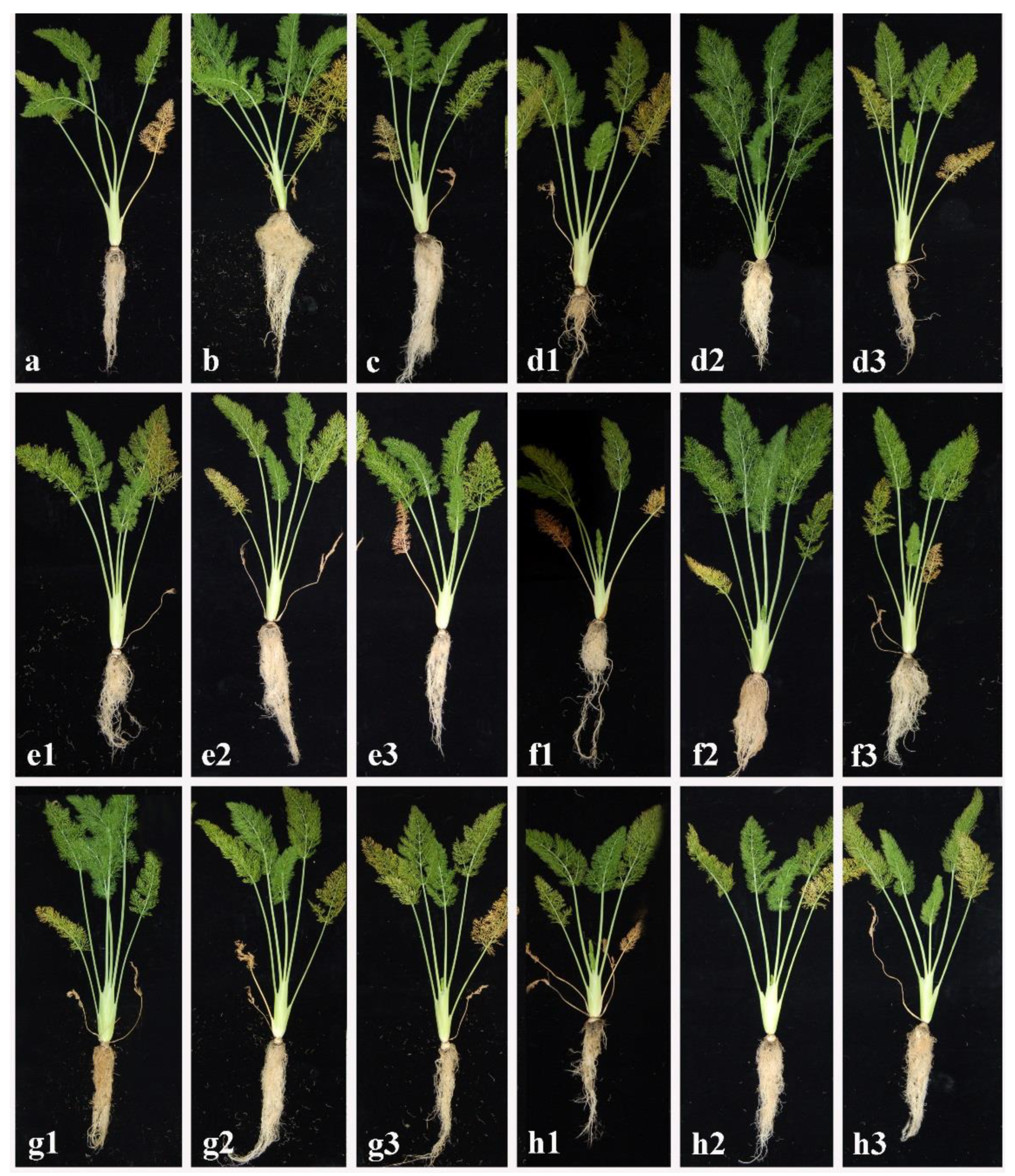 Plants 11 01420 g002