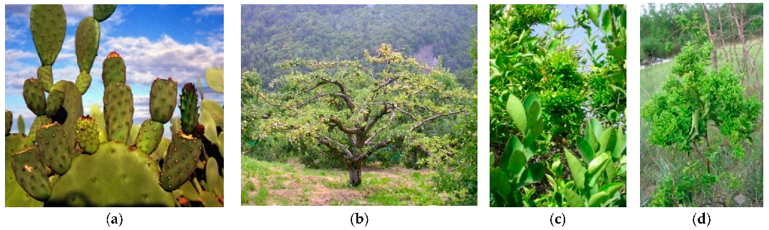 Plants 11 01425 g003 Plants 11 01425 g003