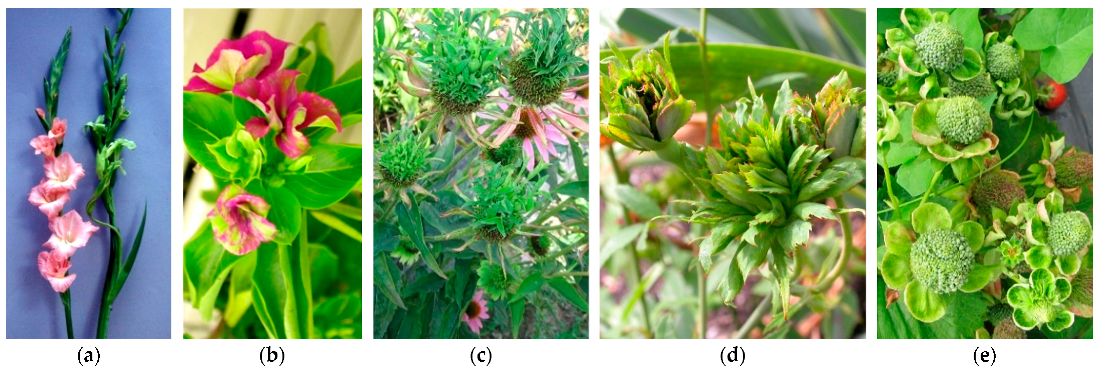 Plants 11 01425 g005 Plants 11 01425 g005