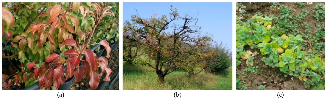 Plants 11 01425 g006 Plants 11 01425 g006